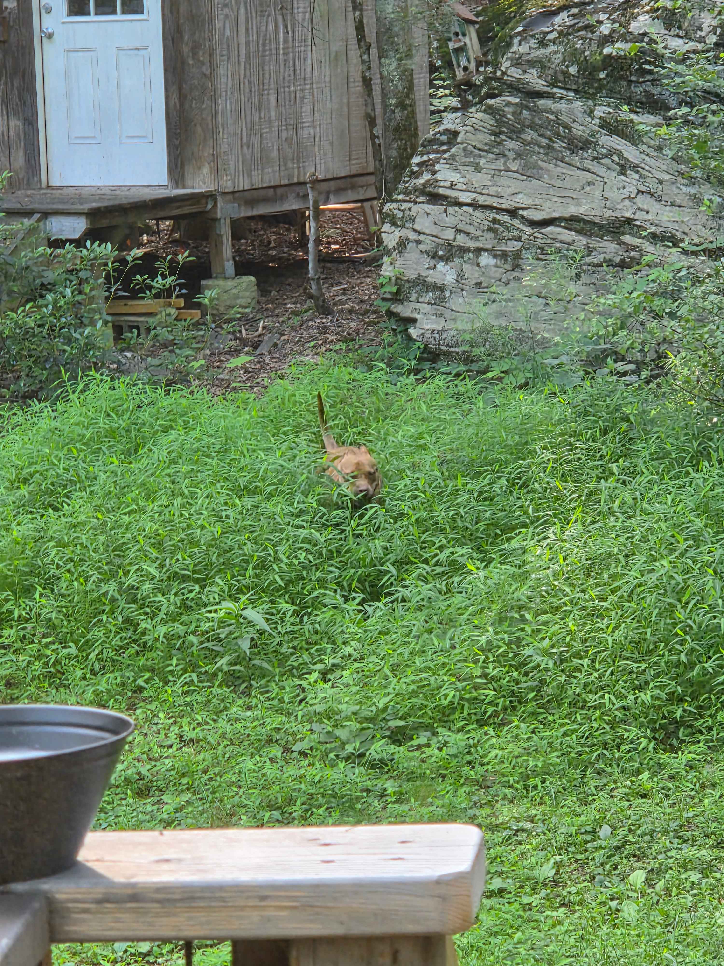 R.A.L.P.H. of the Catskills! 