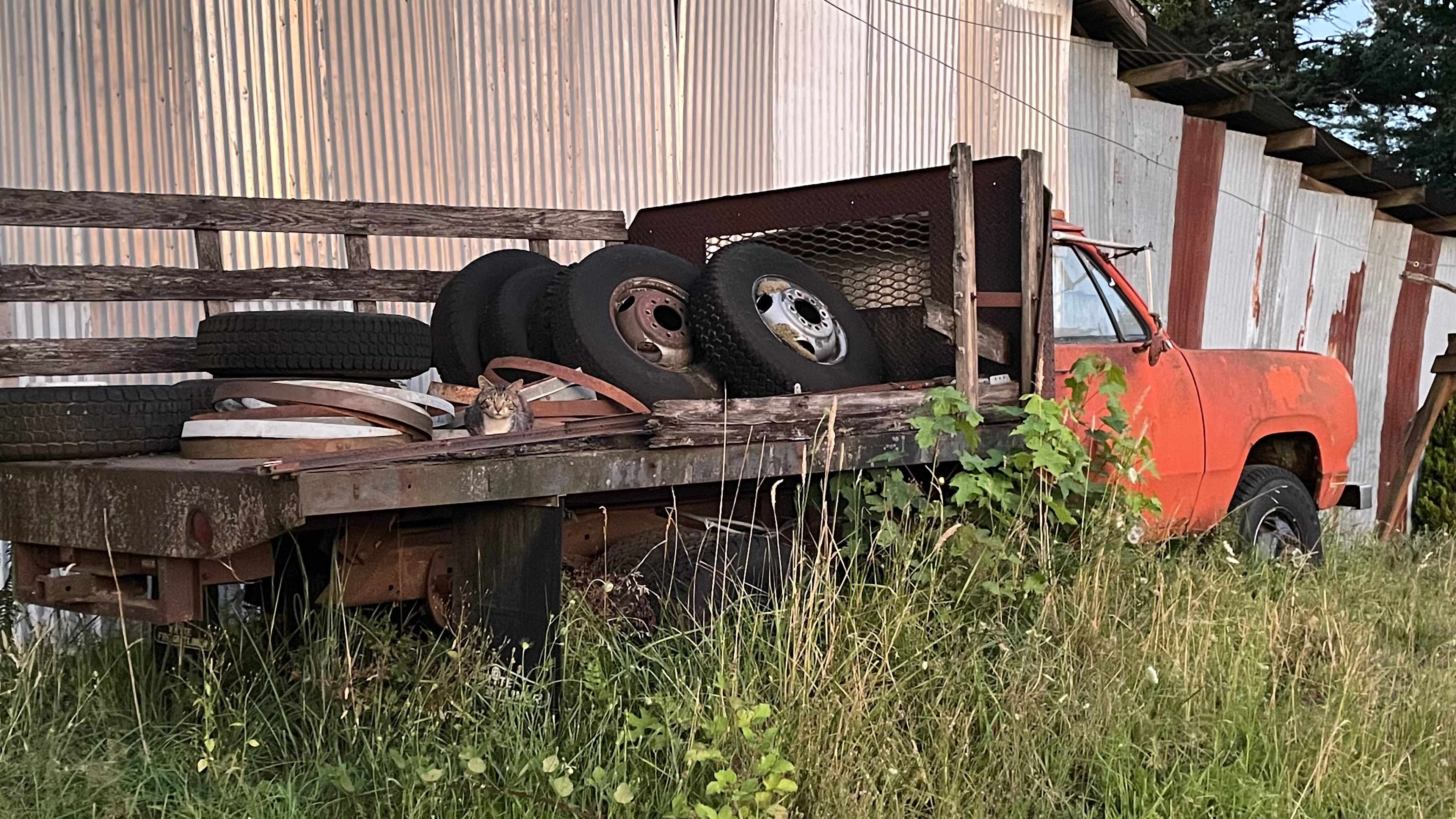 Kitty camouflaged on truck 