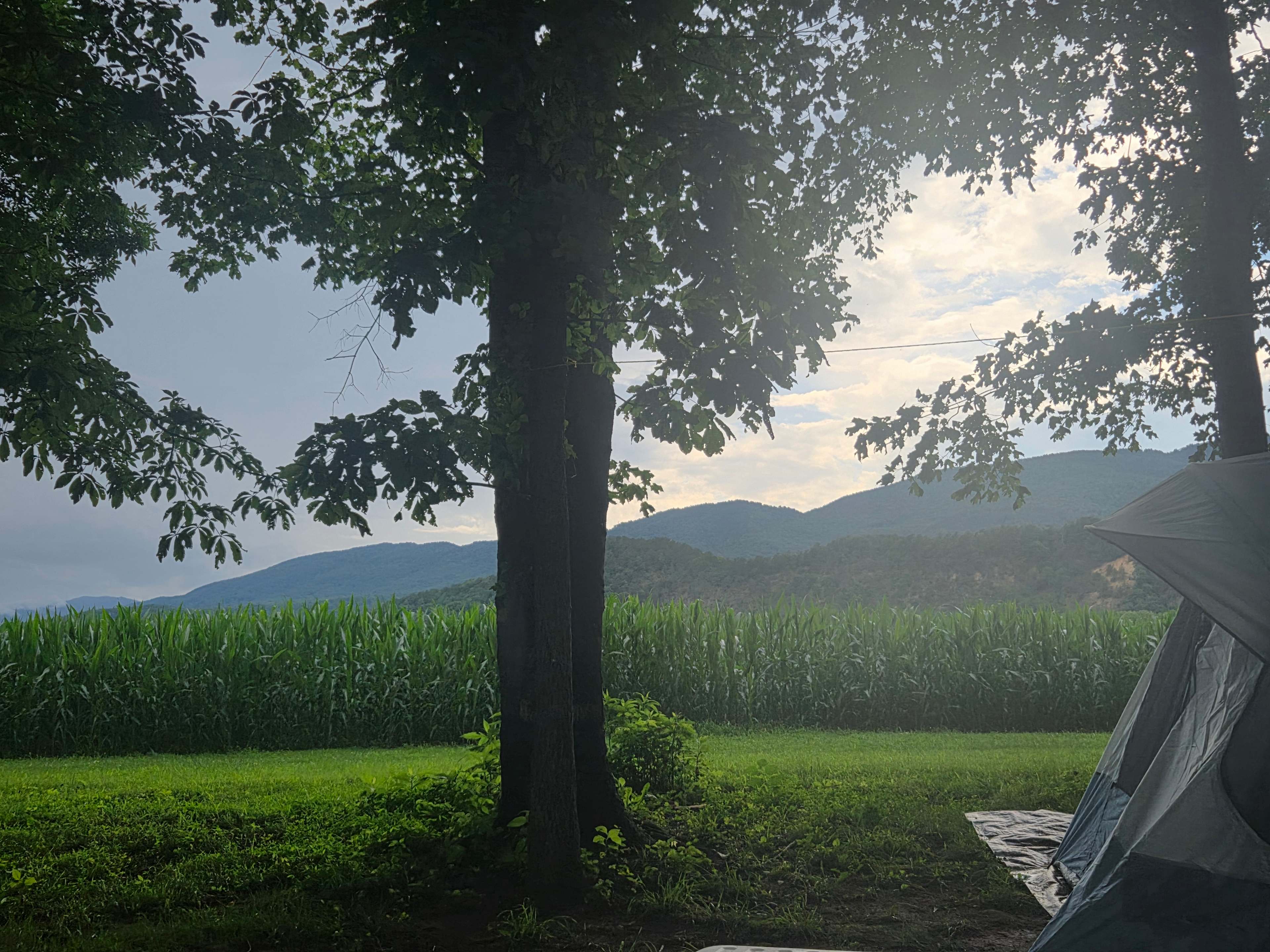Camping in the shade on the river