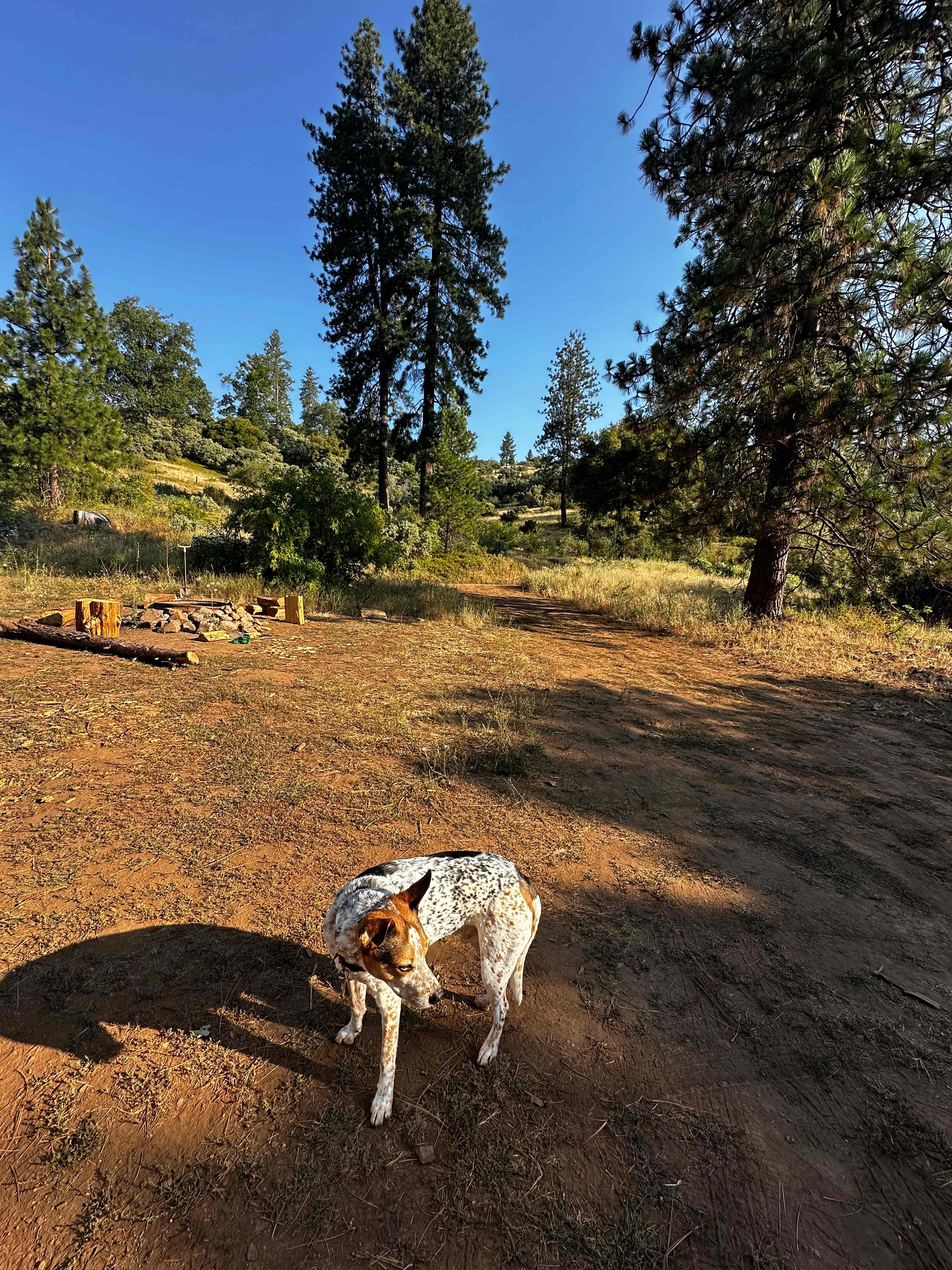 Thistledew Ranch