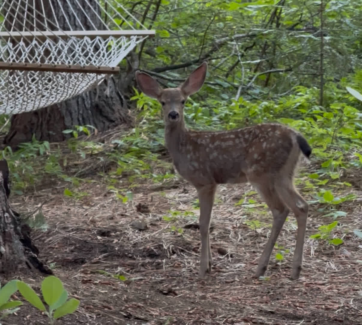 Wildlife encounter 