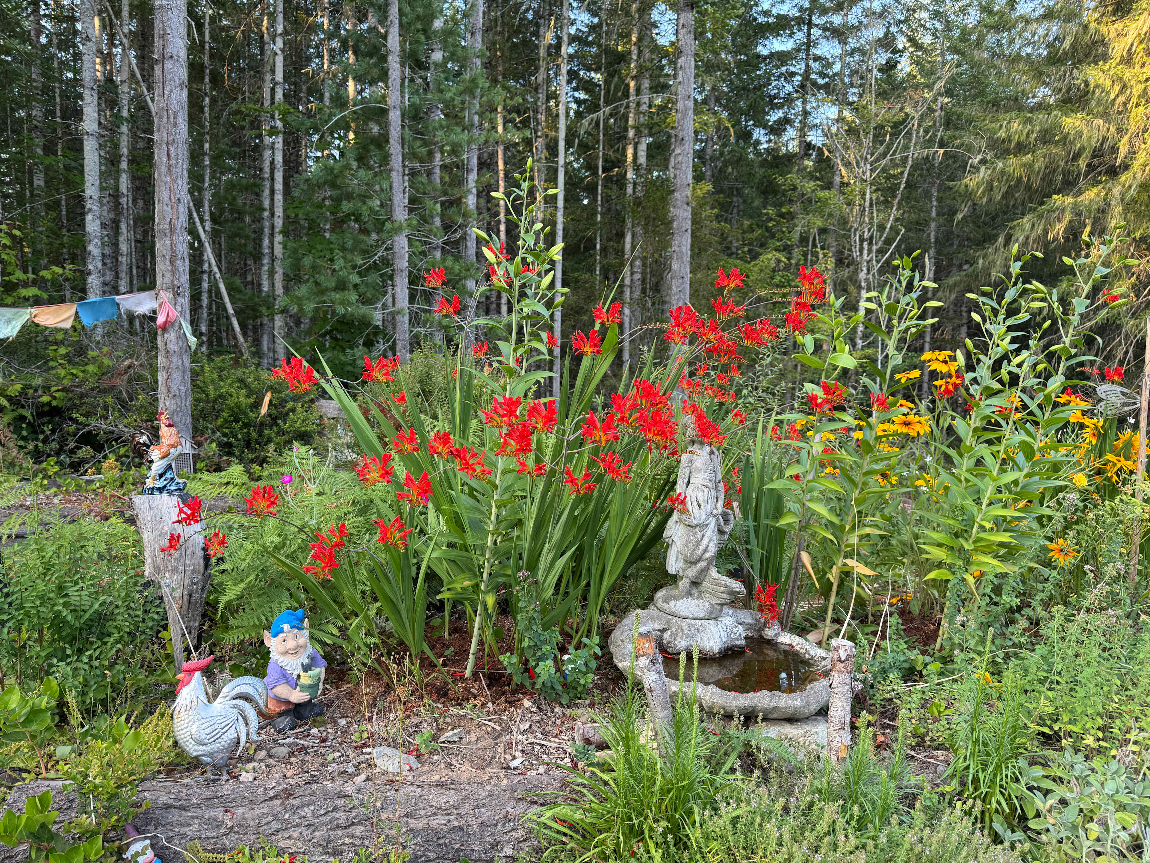 The garden