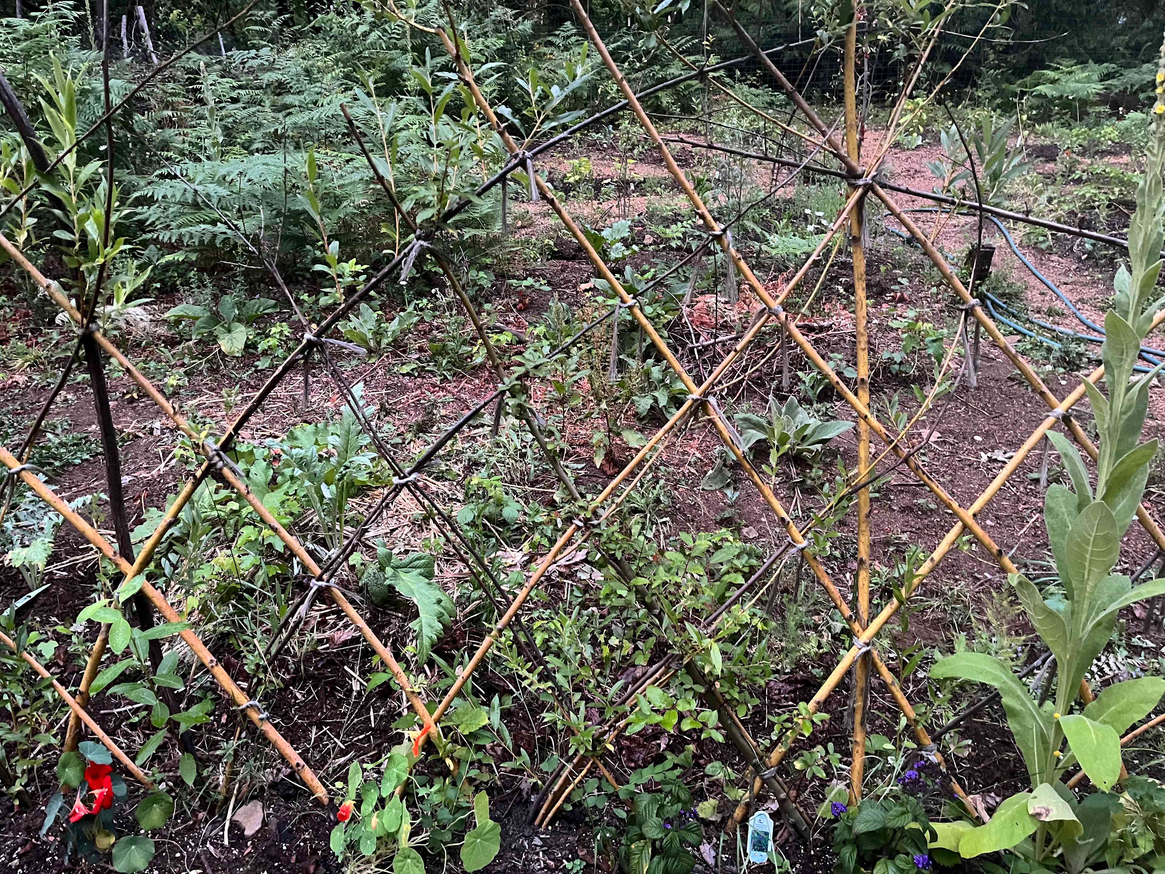 Living fence