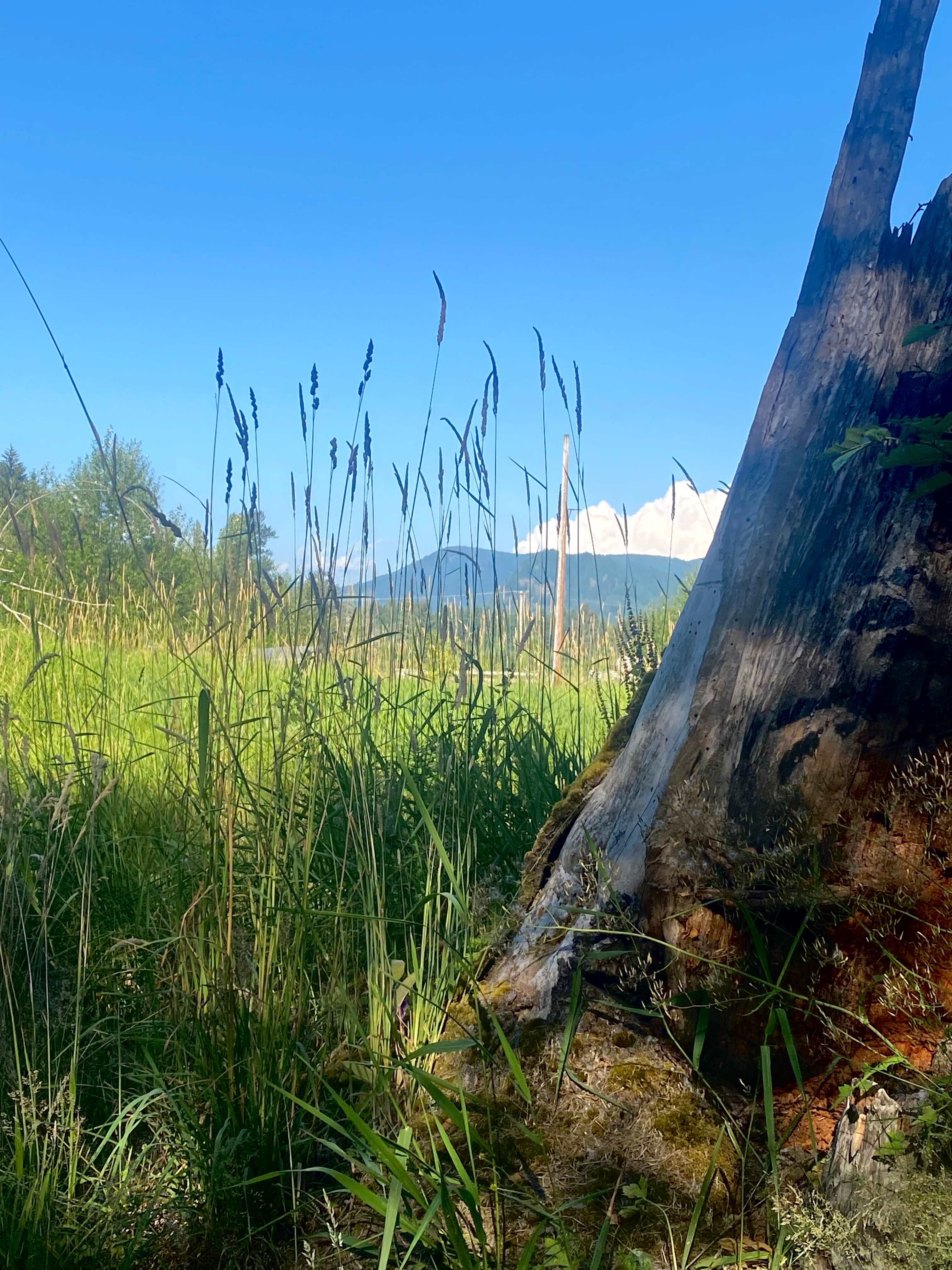 View From Site 3