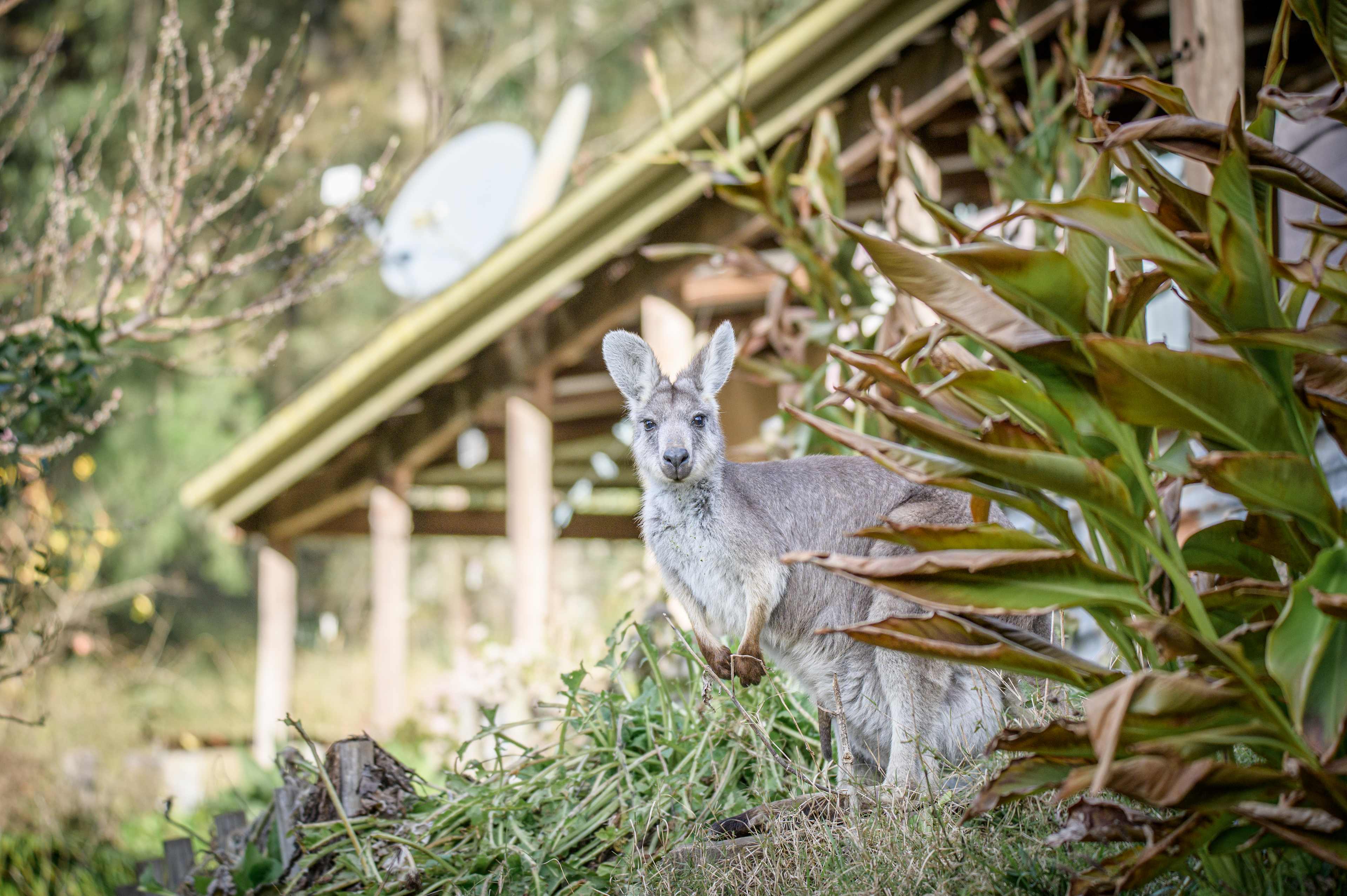 You'll get up and close with nature at the retreat...