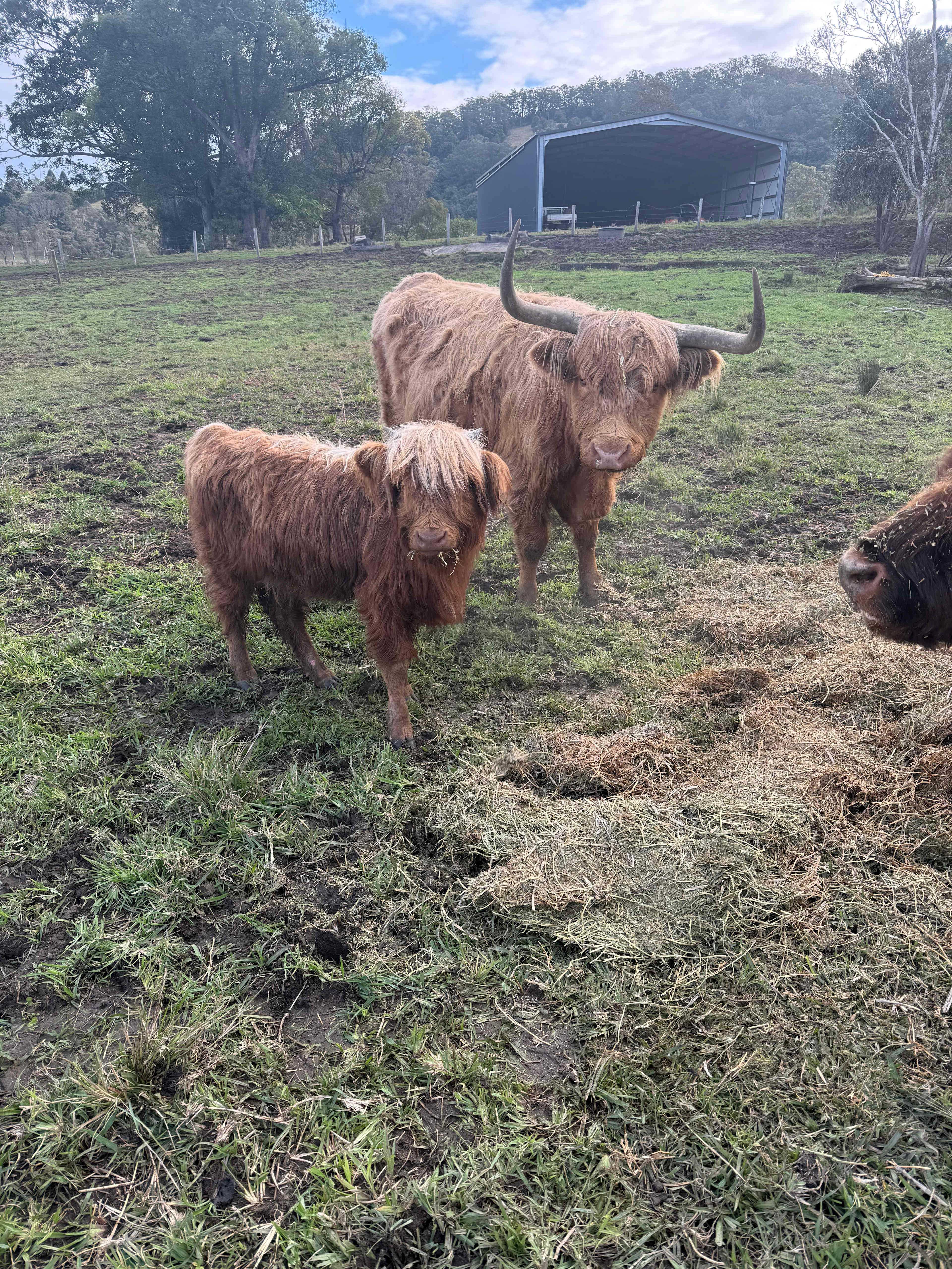 Highland Cow Farm