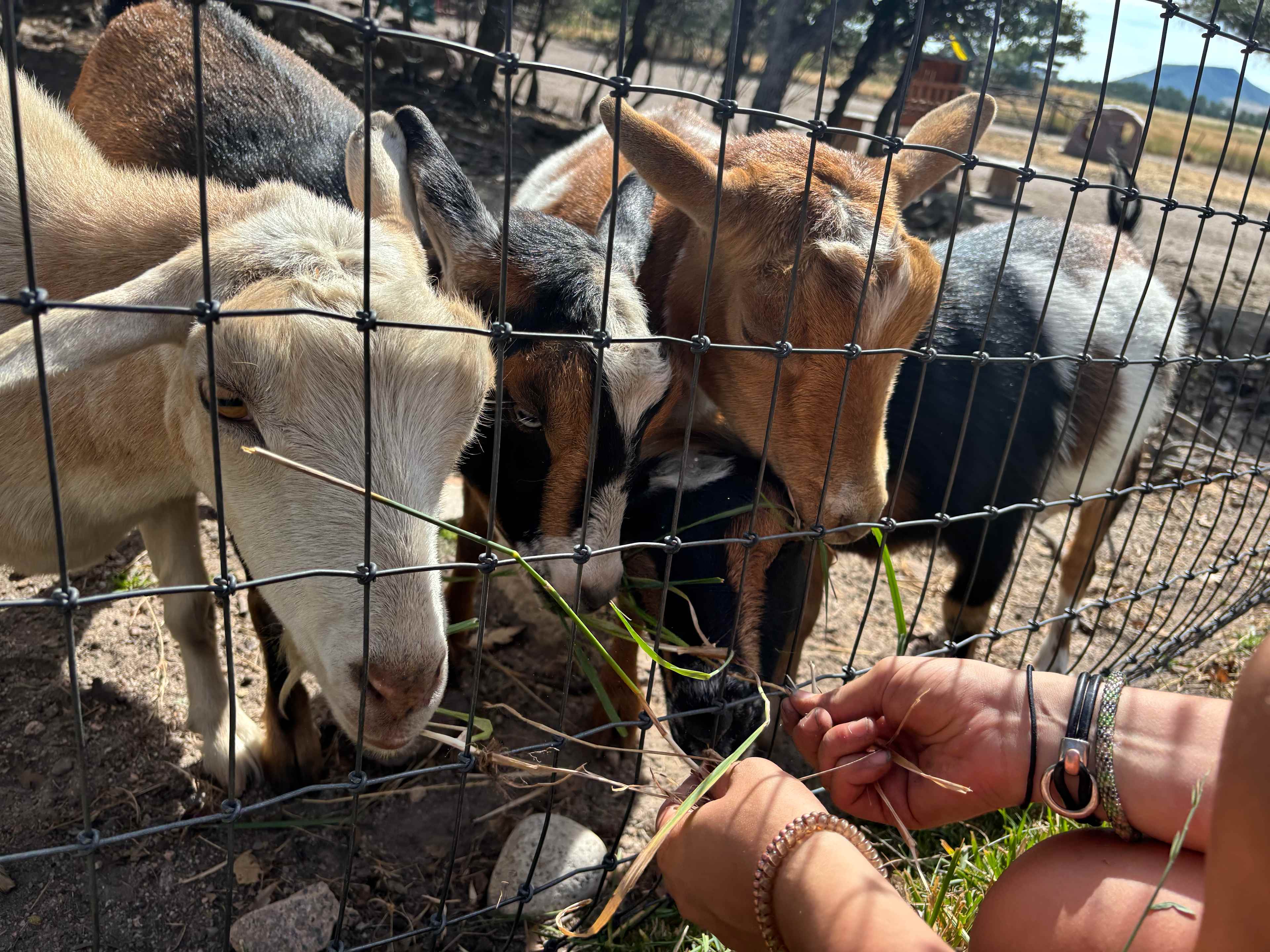 Standiford Goat and Equine Ranch
