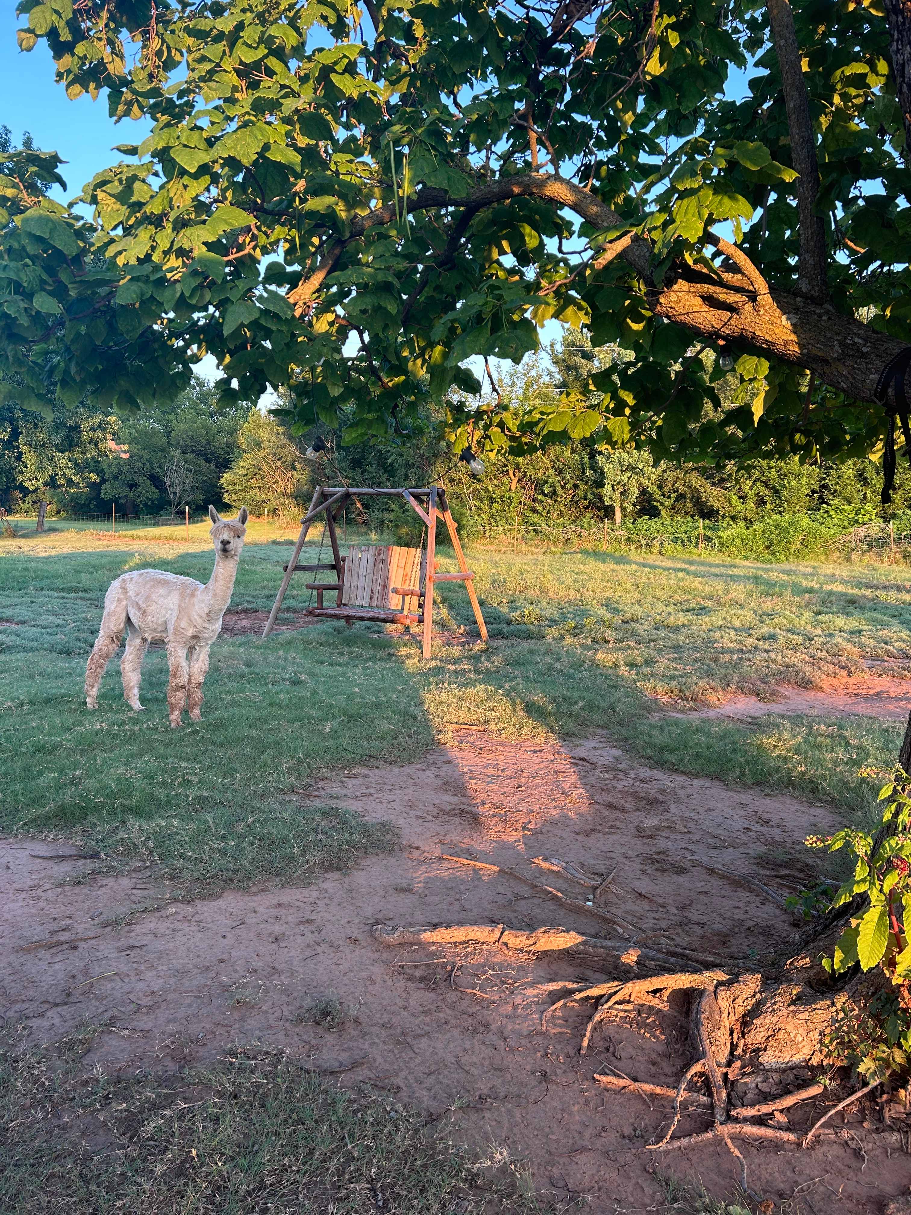 alpaca camping