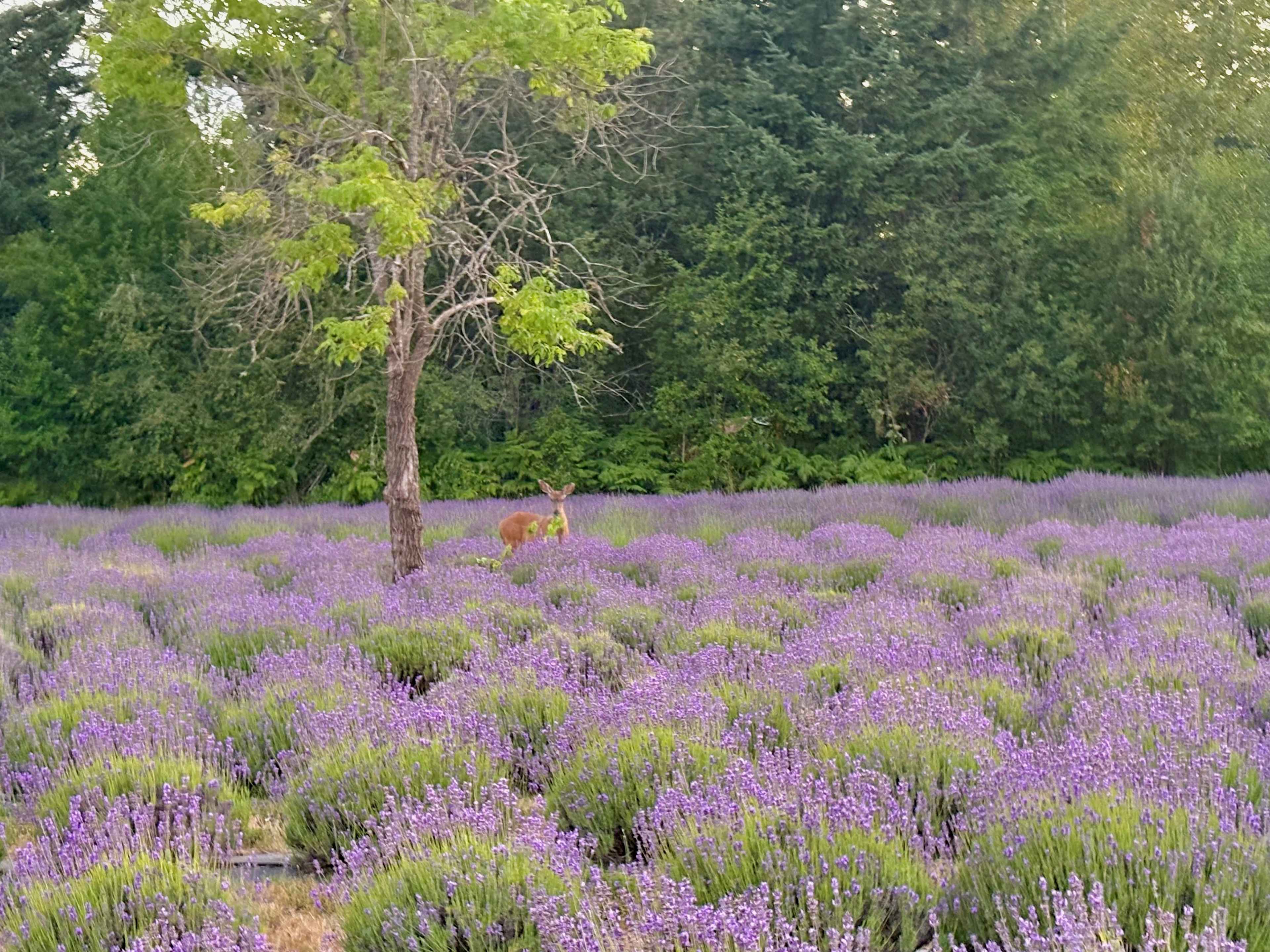 Mountain Lavender Escape