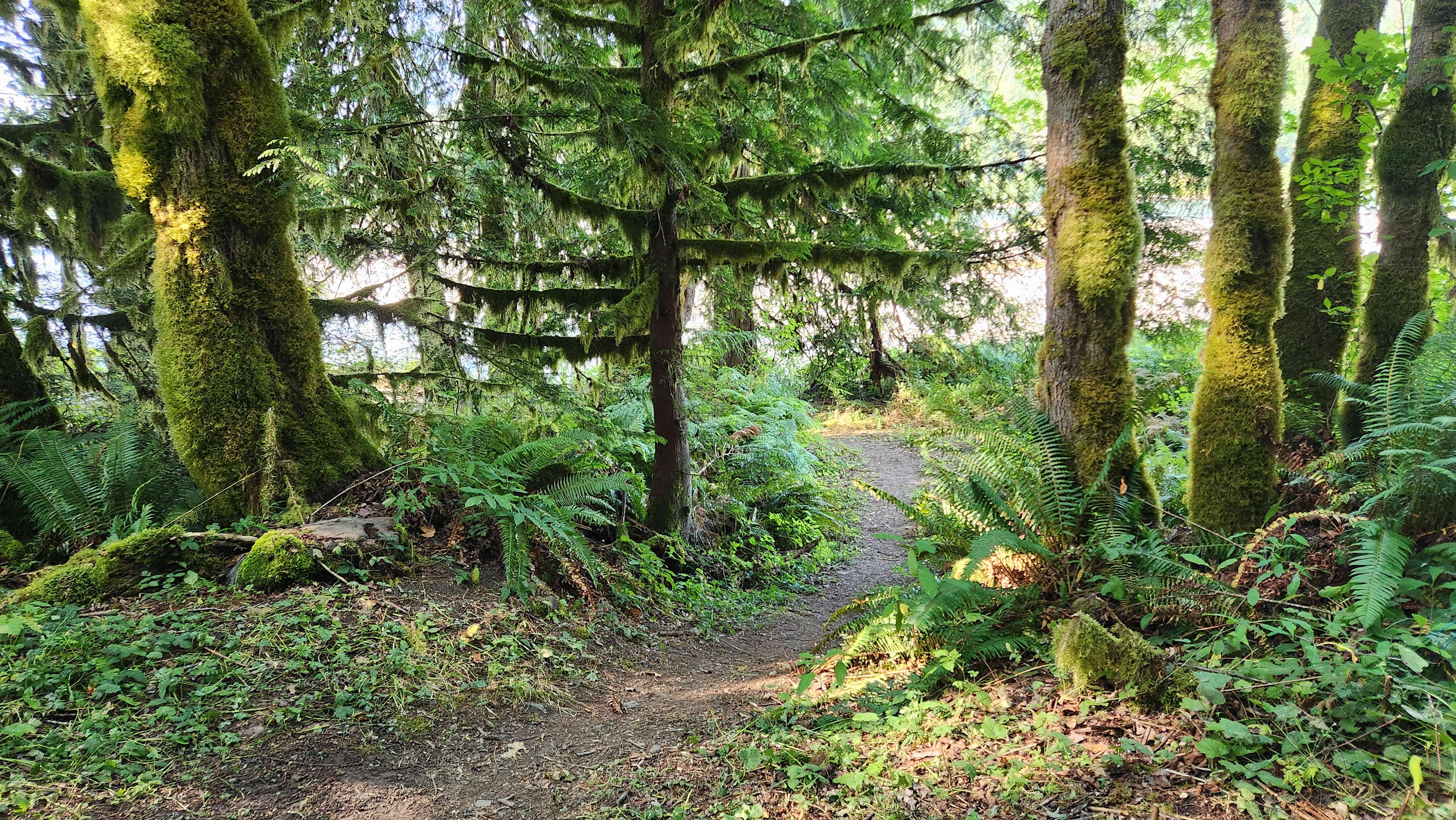 Trail from the site to the water 
