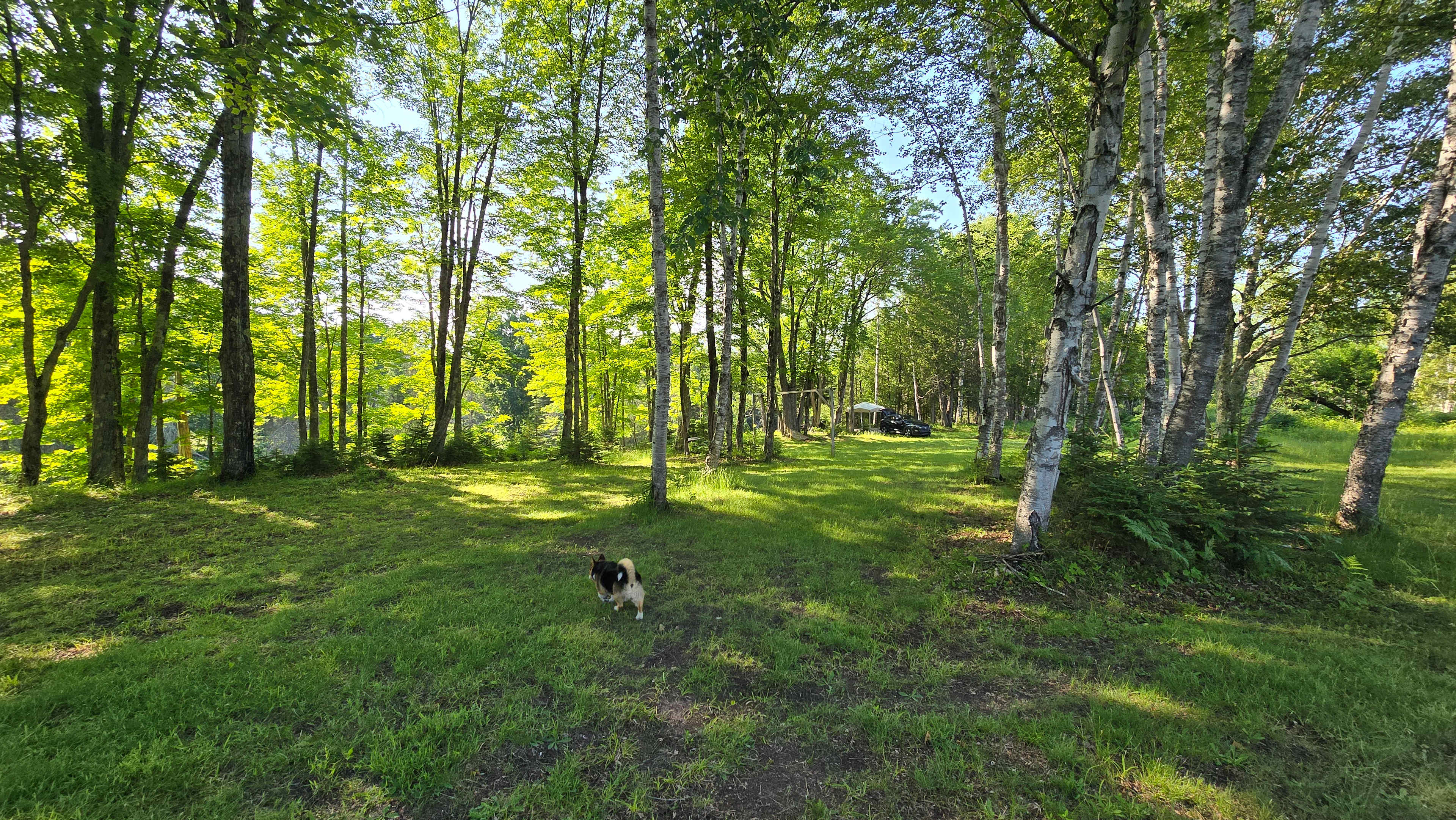 Forest Overlooking River