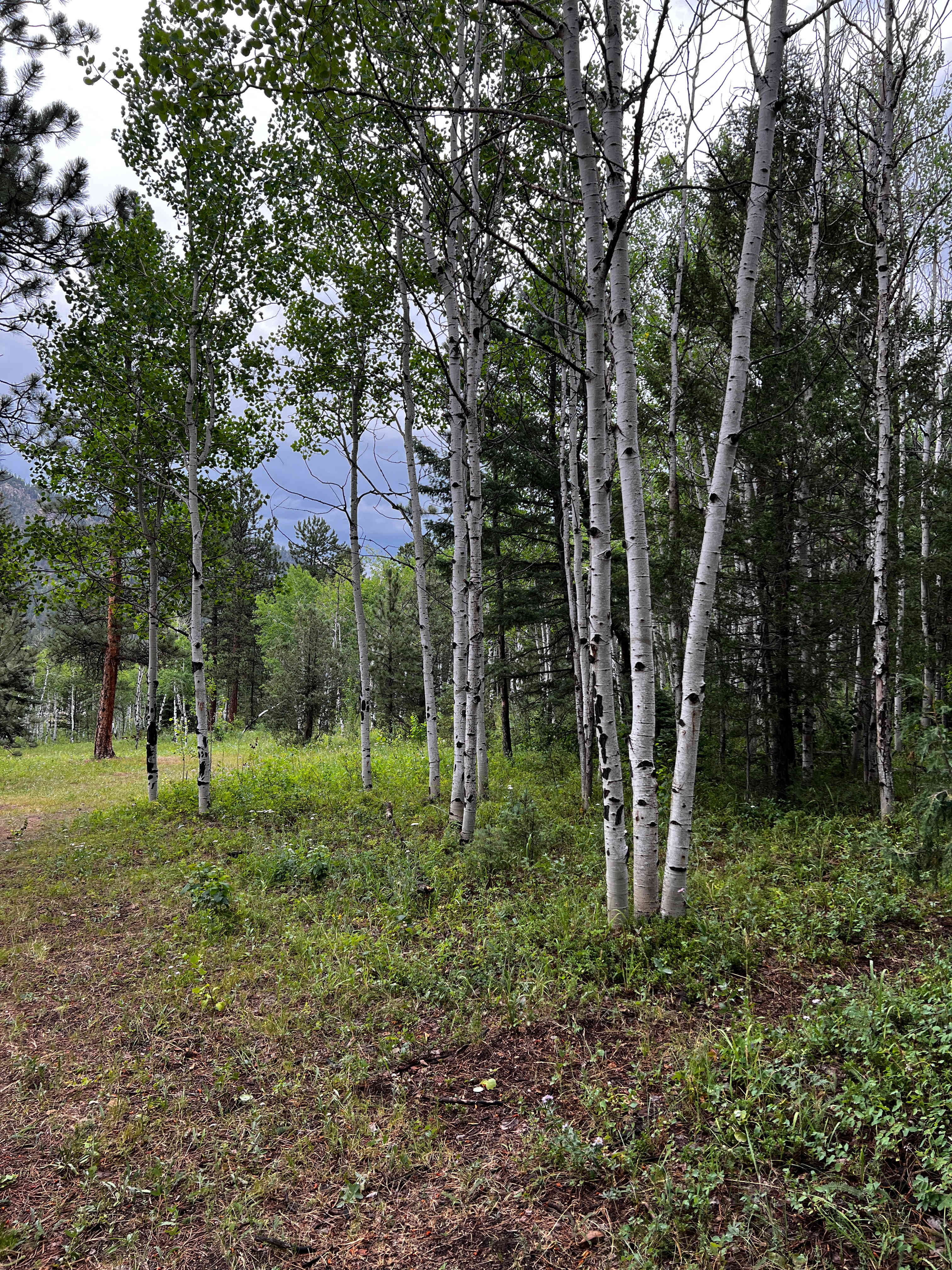 Rustic Creek Ranch