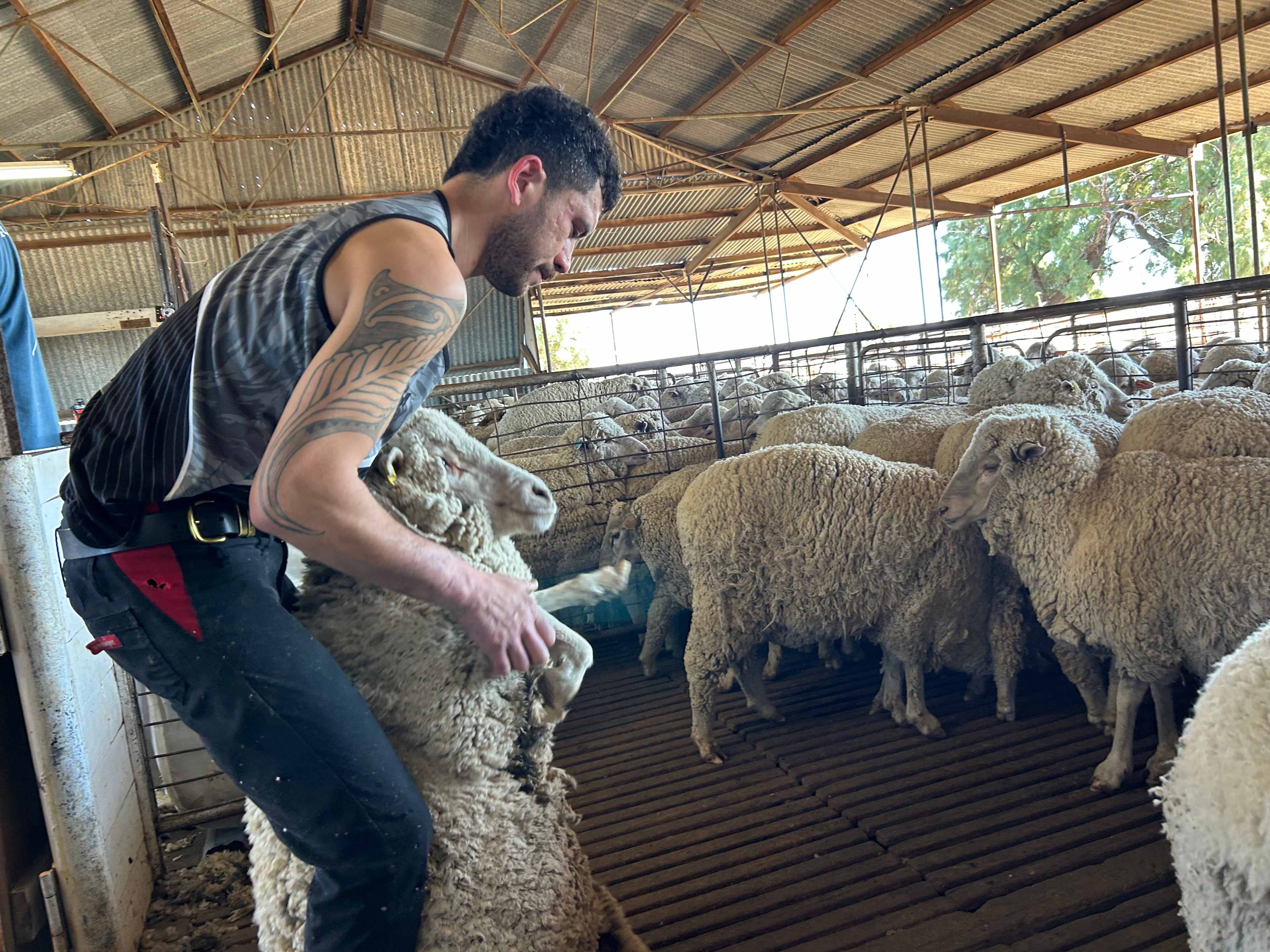 Ayrshire Downs, near Winton