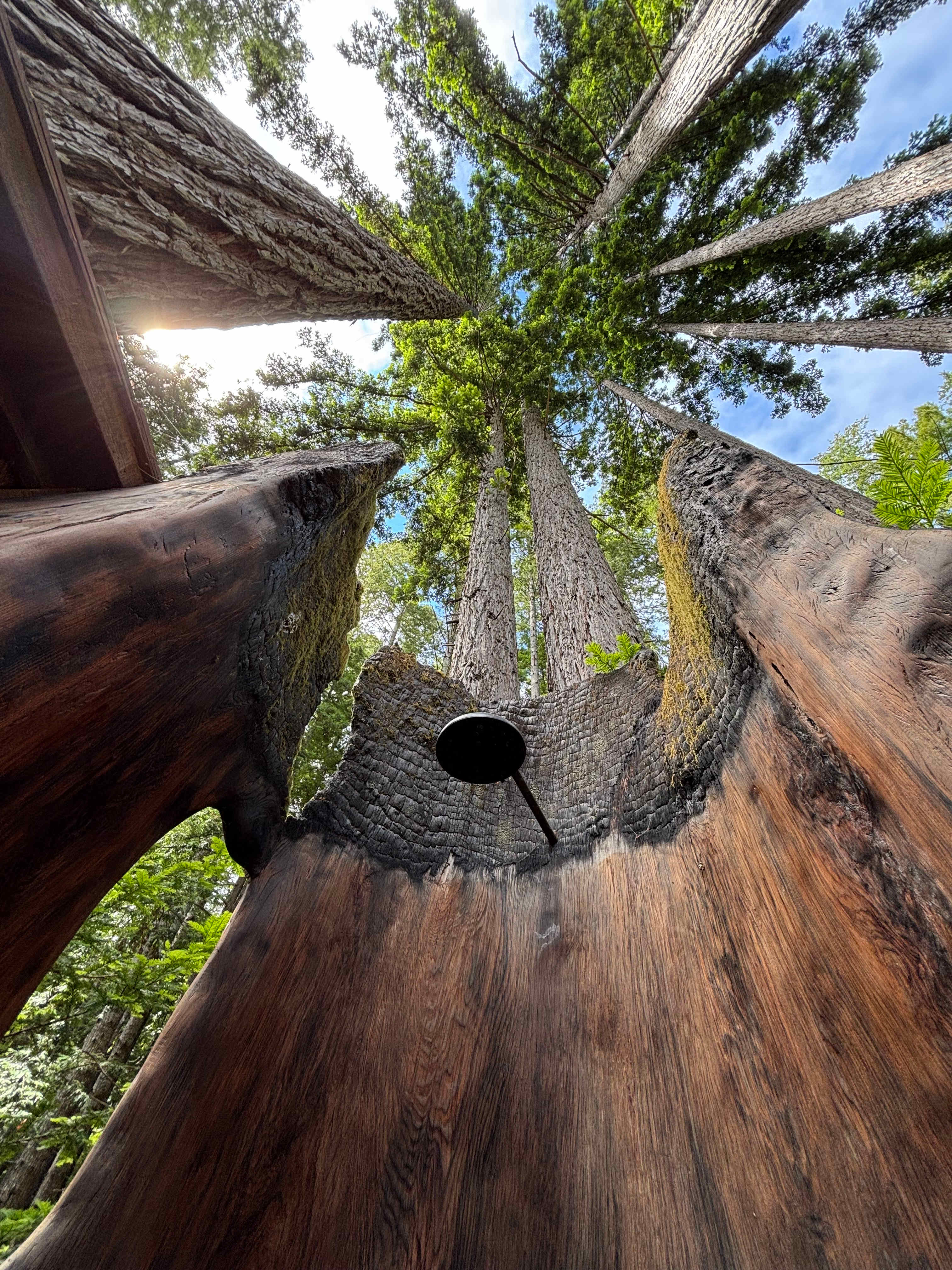 Tree shower
