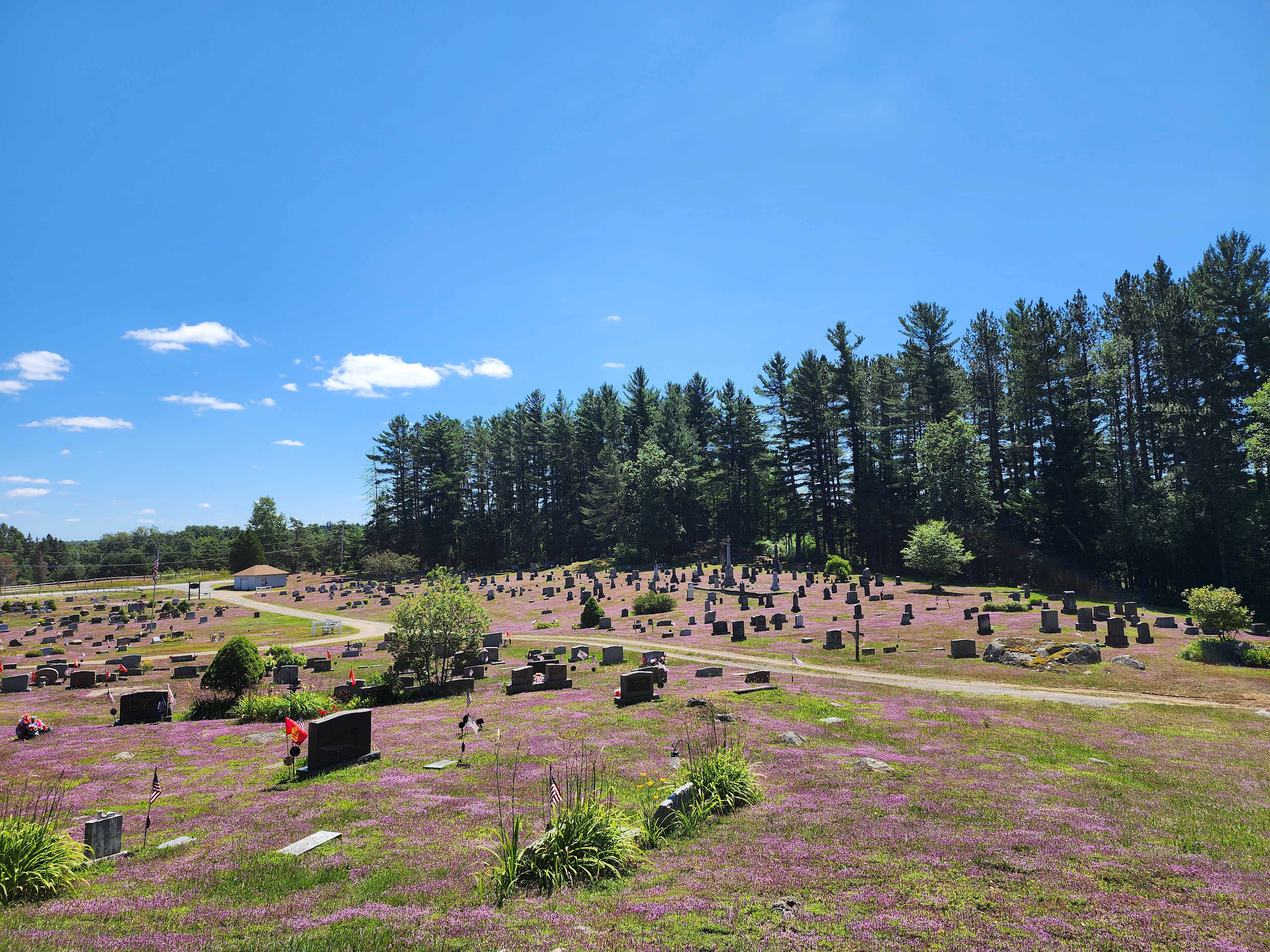 Nearby cemetery. Beautiful ground cover 