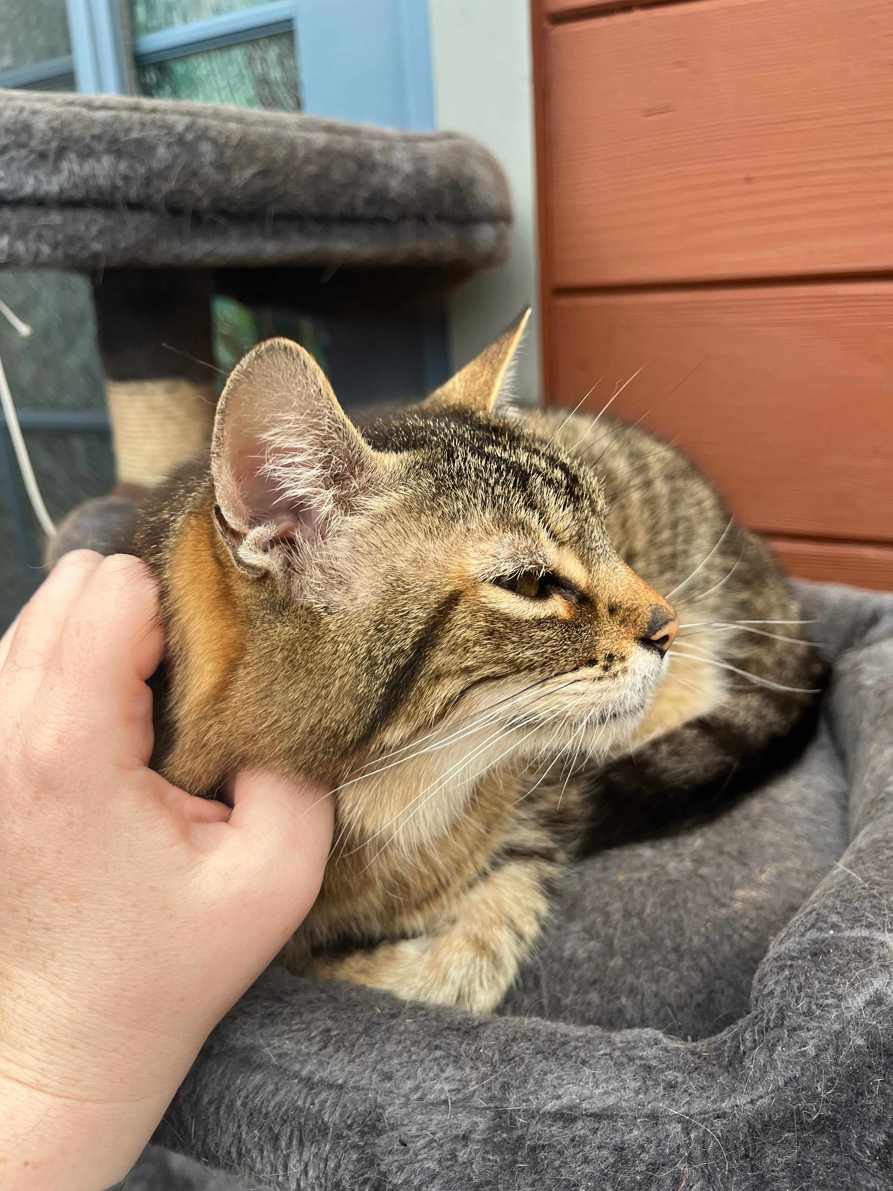 Cut cats too :)