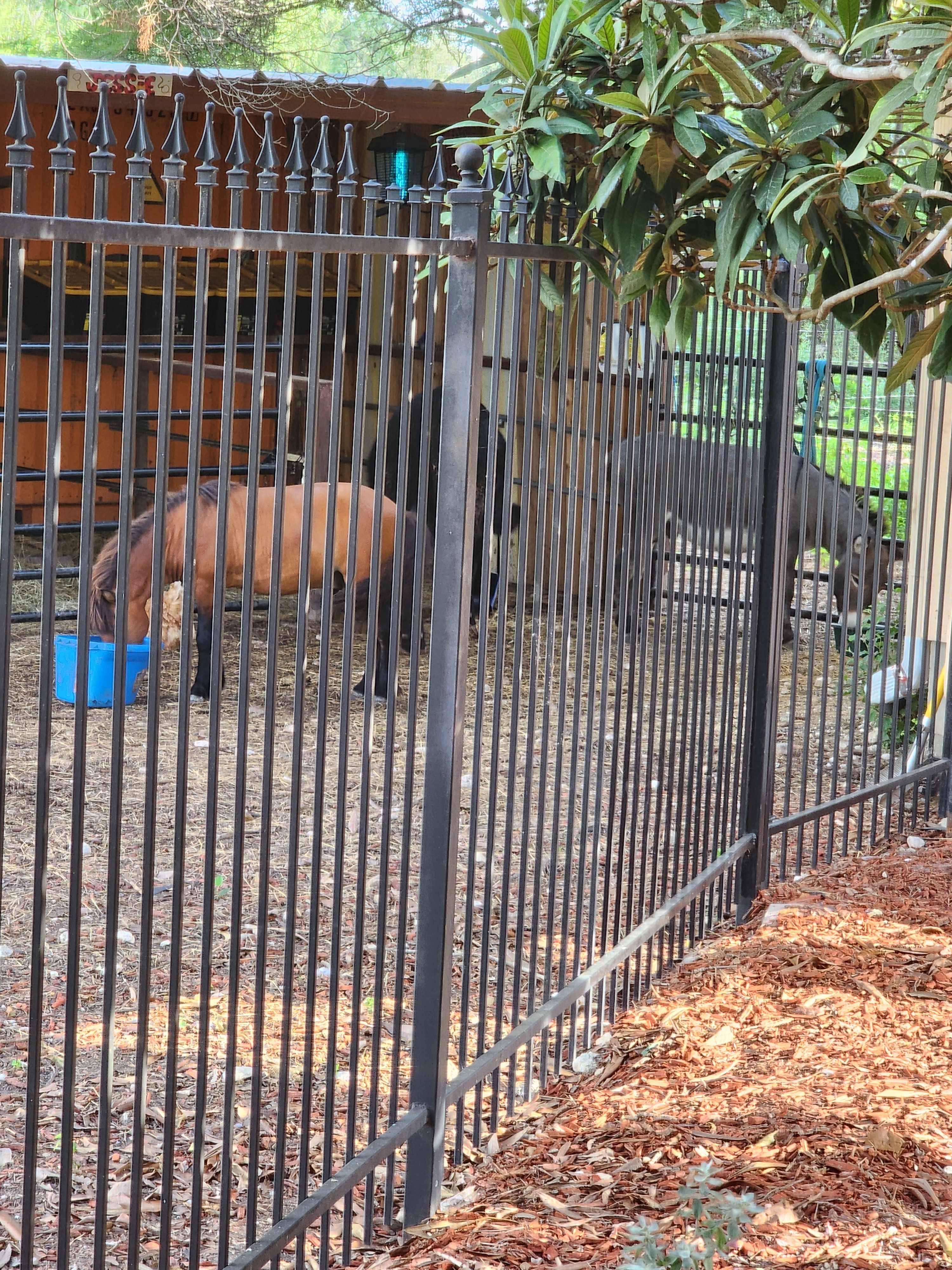Can see the animals from the Water Closet