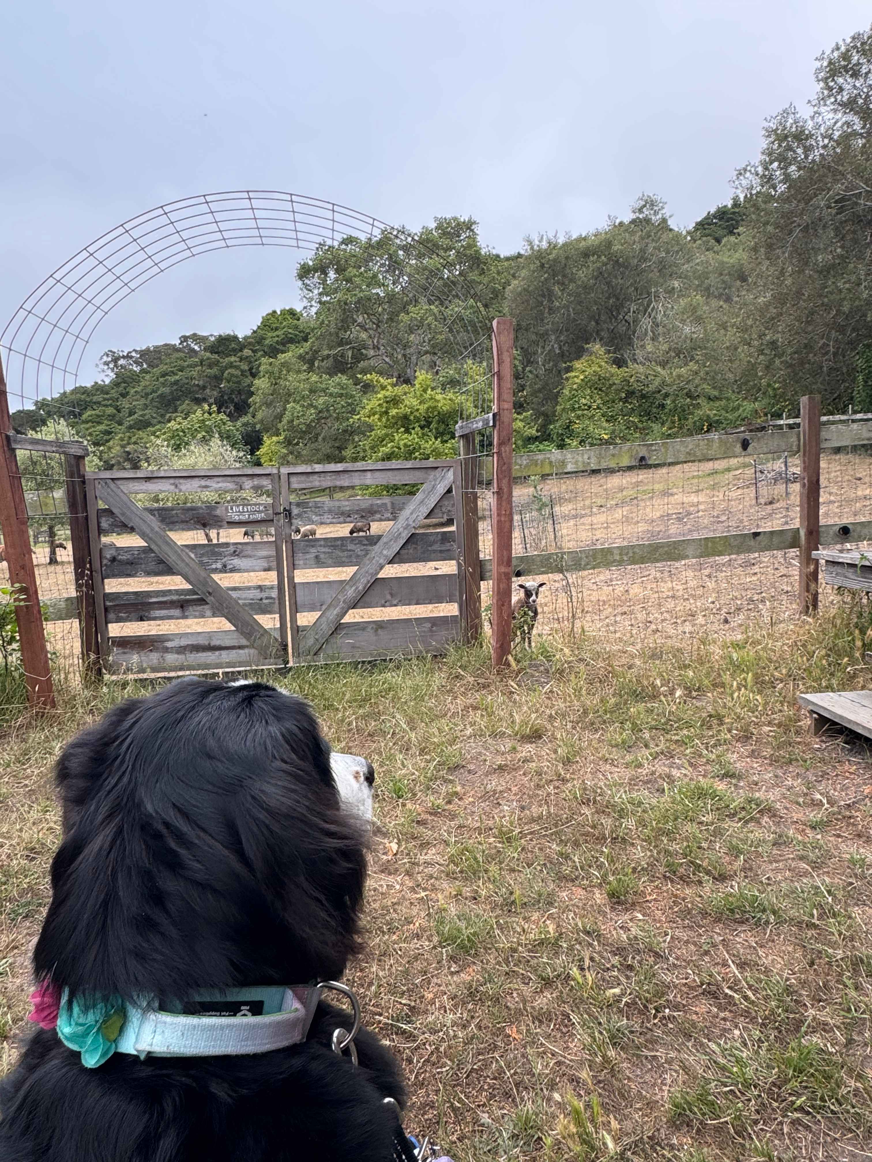 Our dog loved watching (from a safe distance) all the four legged friends beyond the fence. 