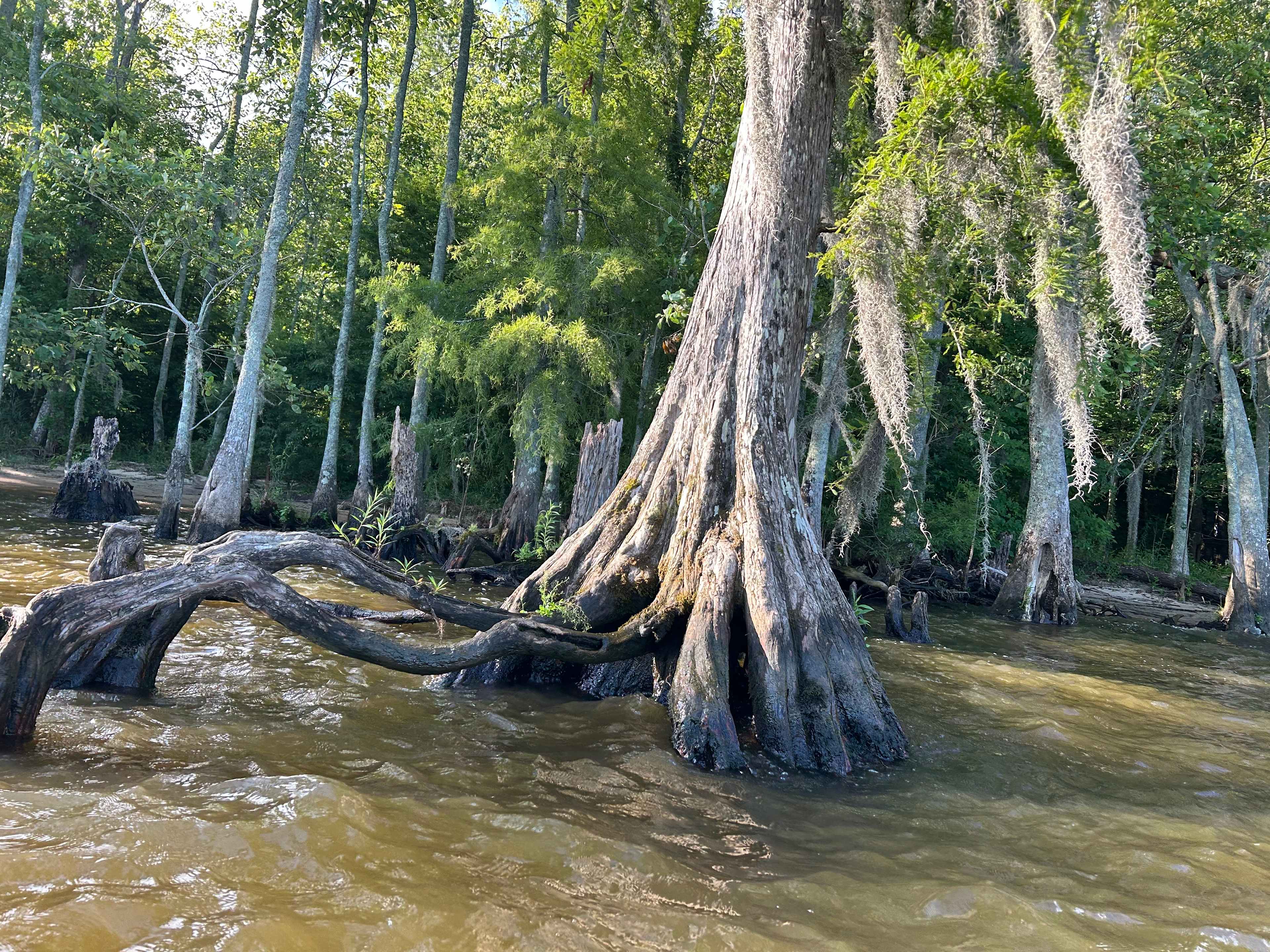Spruill Conservation Farm