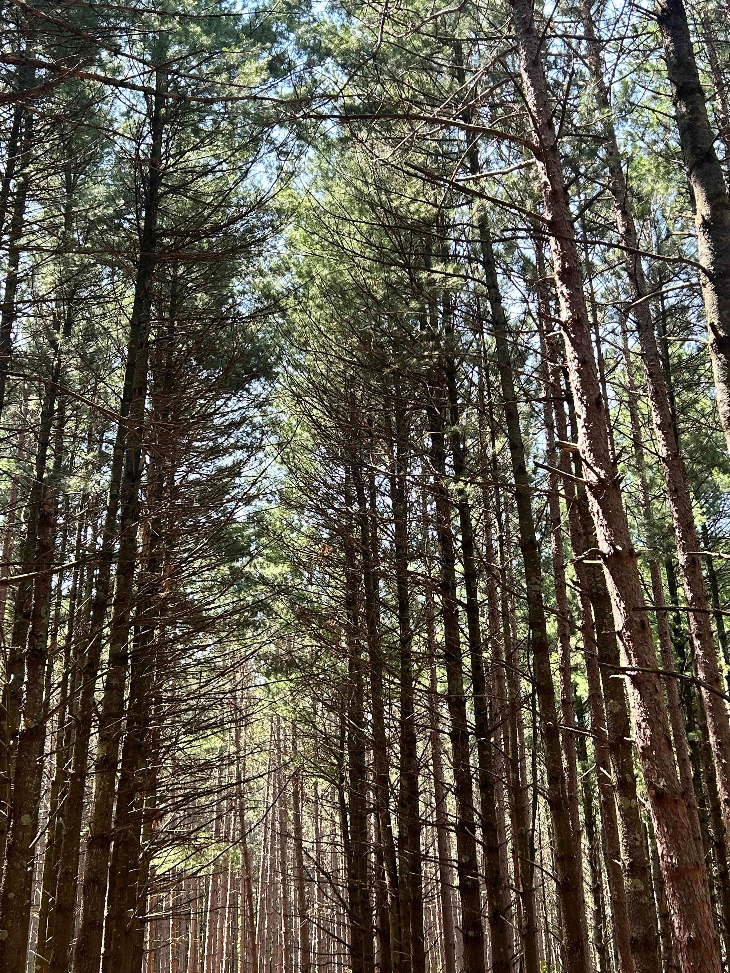 Camp Moonshadow