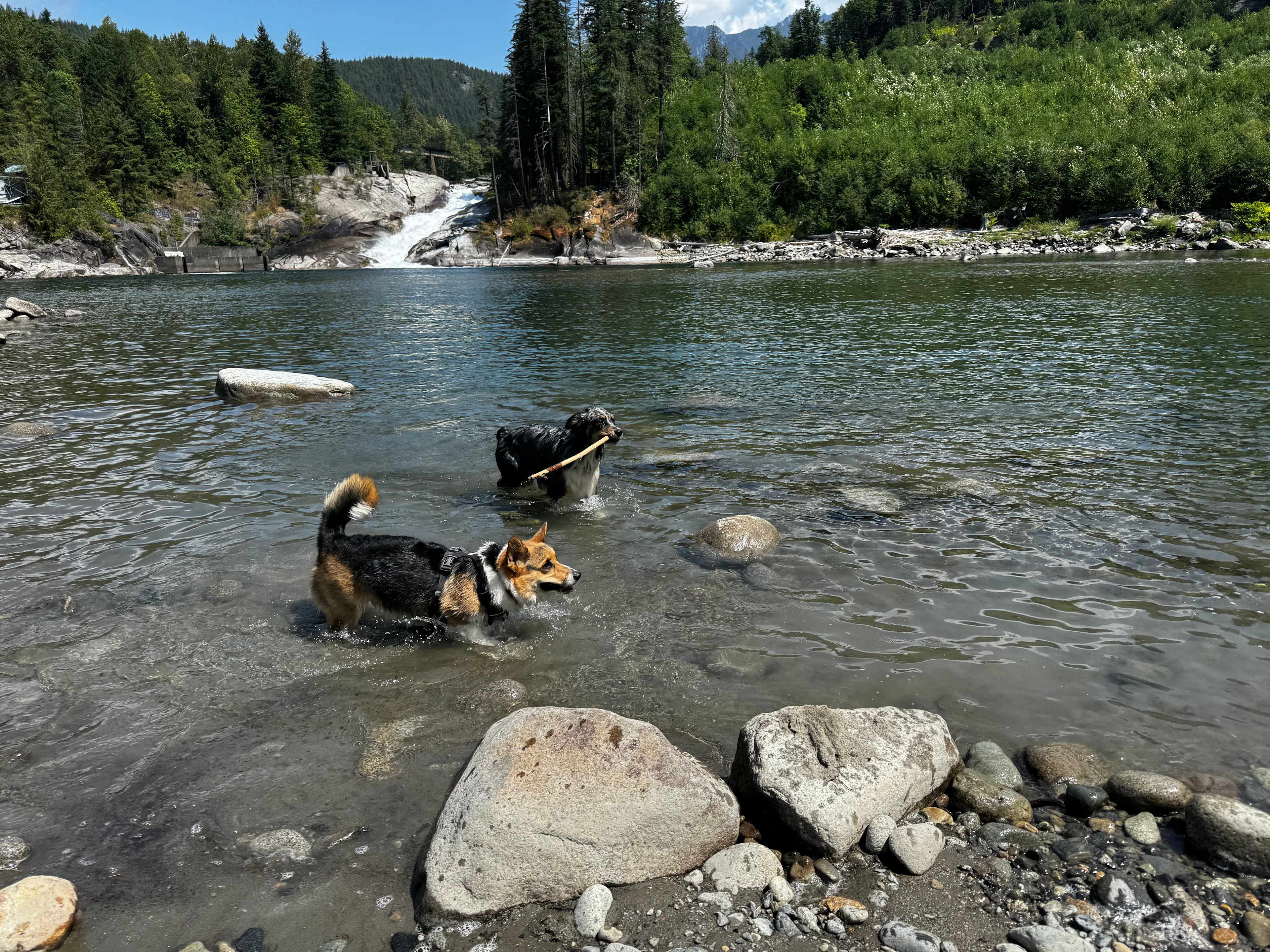 We had two very happy and tired dogs.