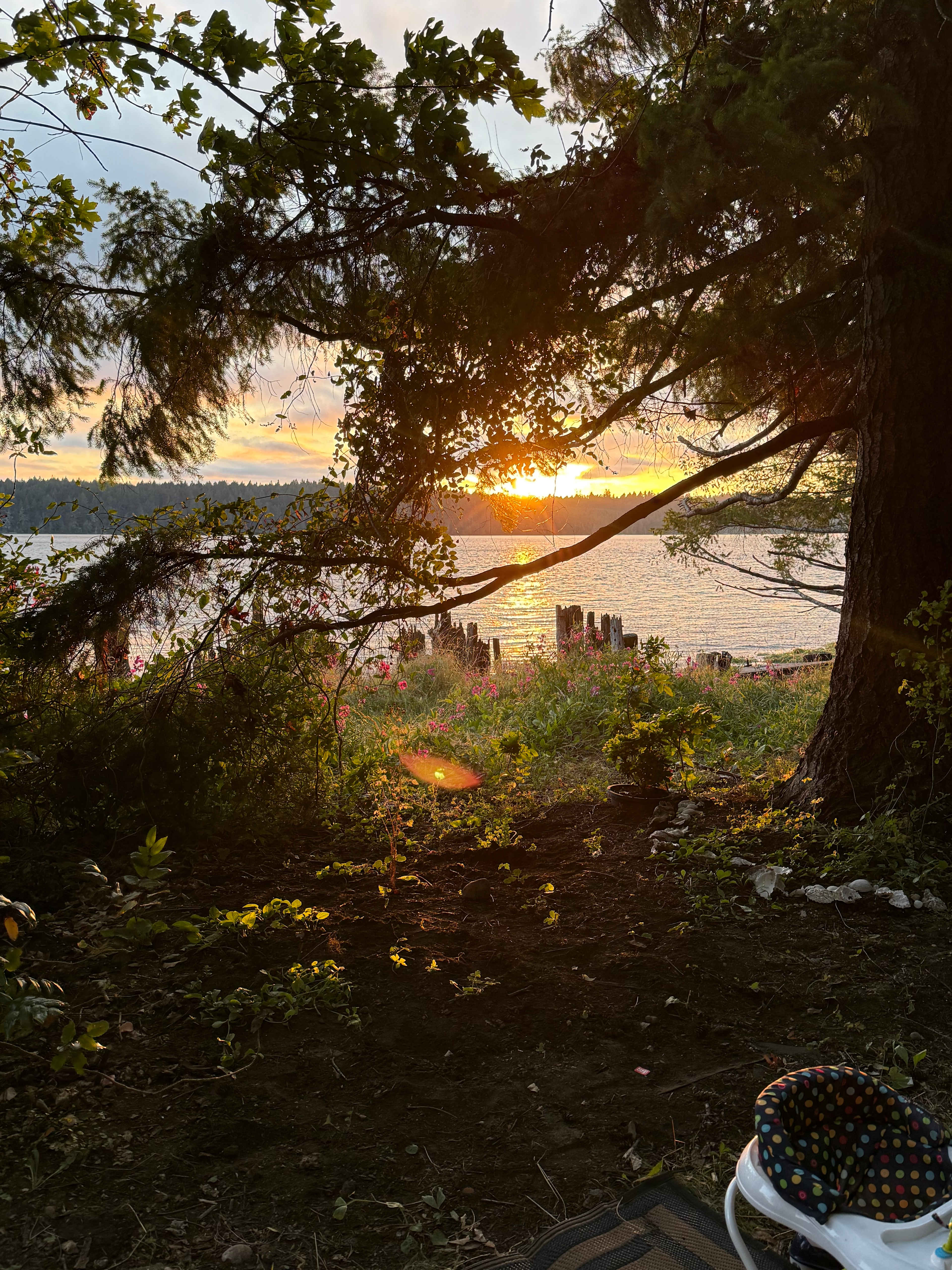 Woodland Grove on the Coast
