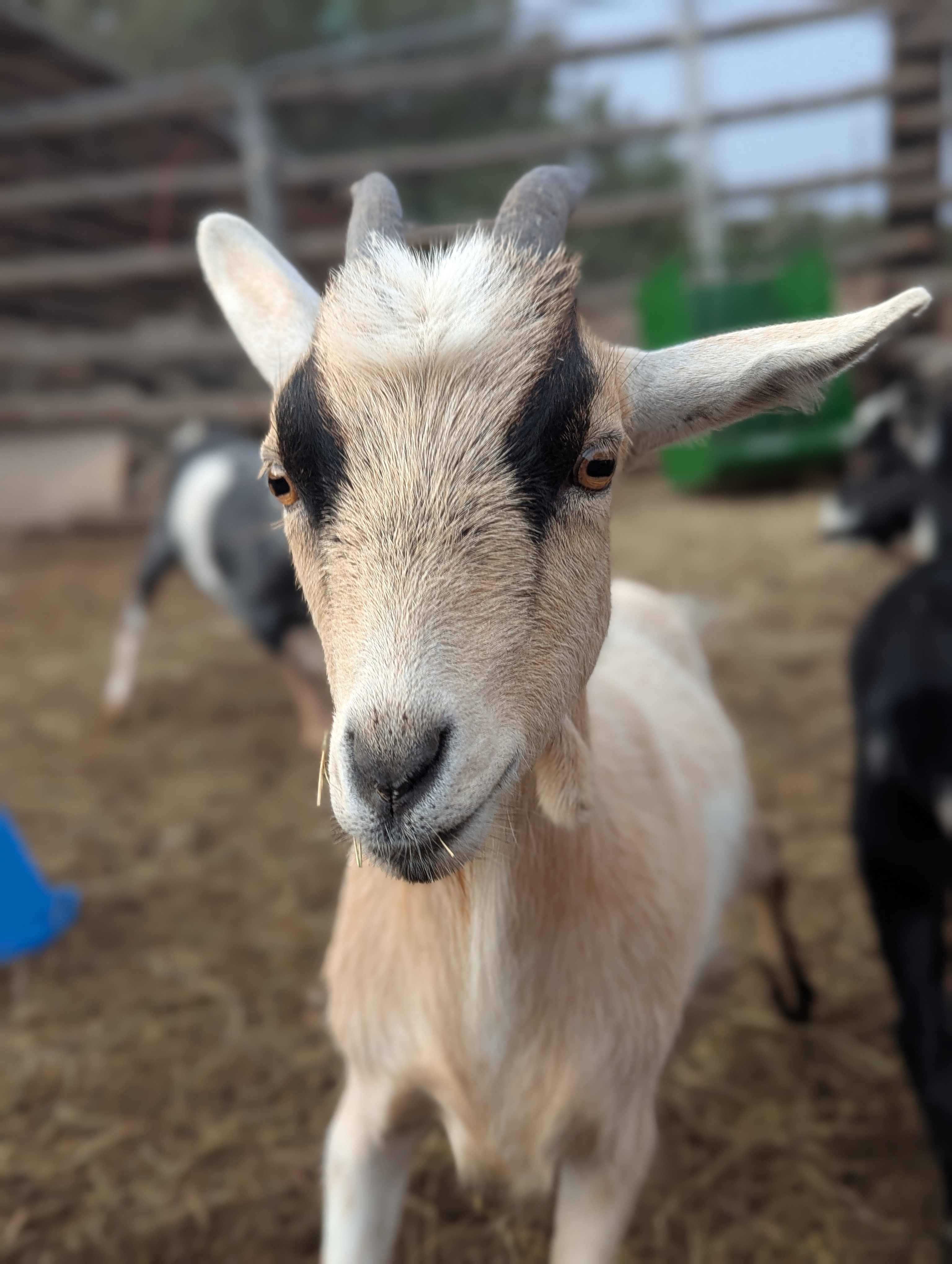Shanahan Goat Ranch
