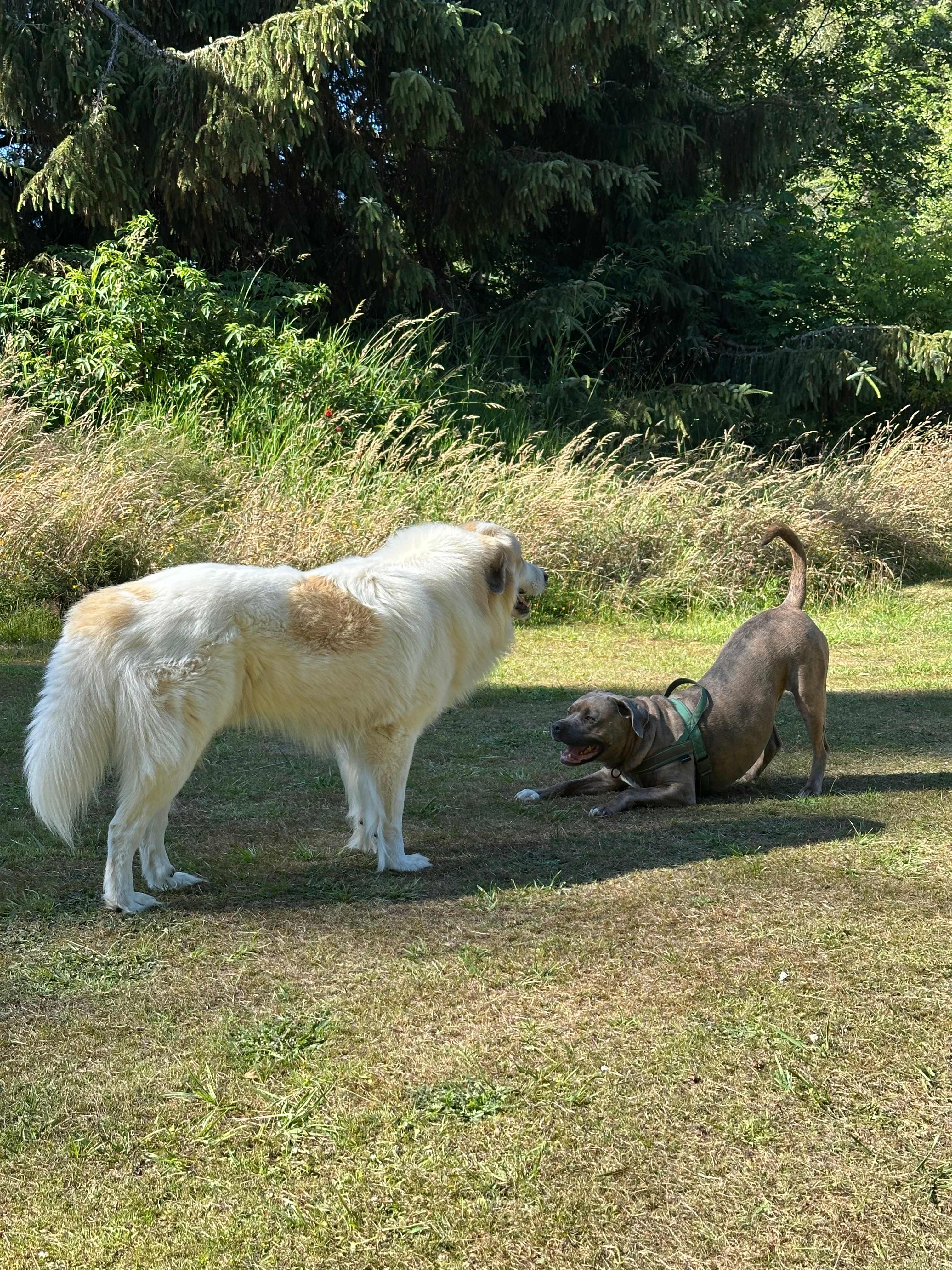 Happy pups! 
