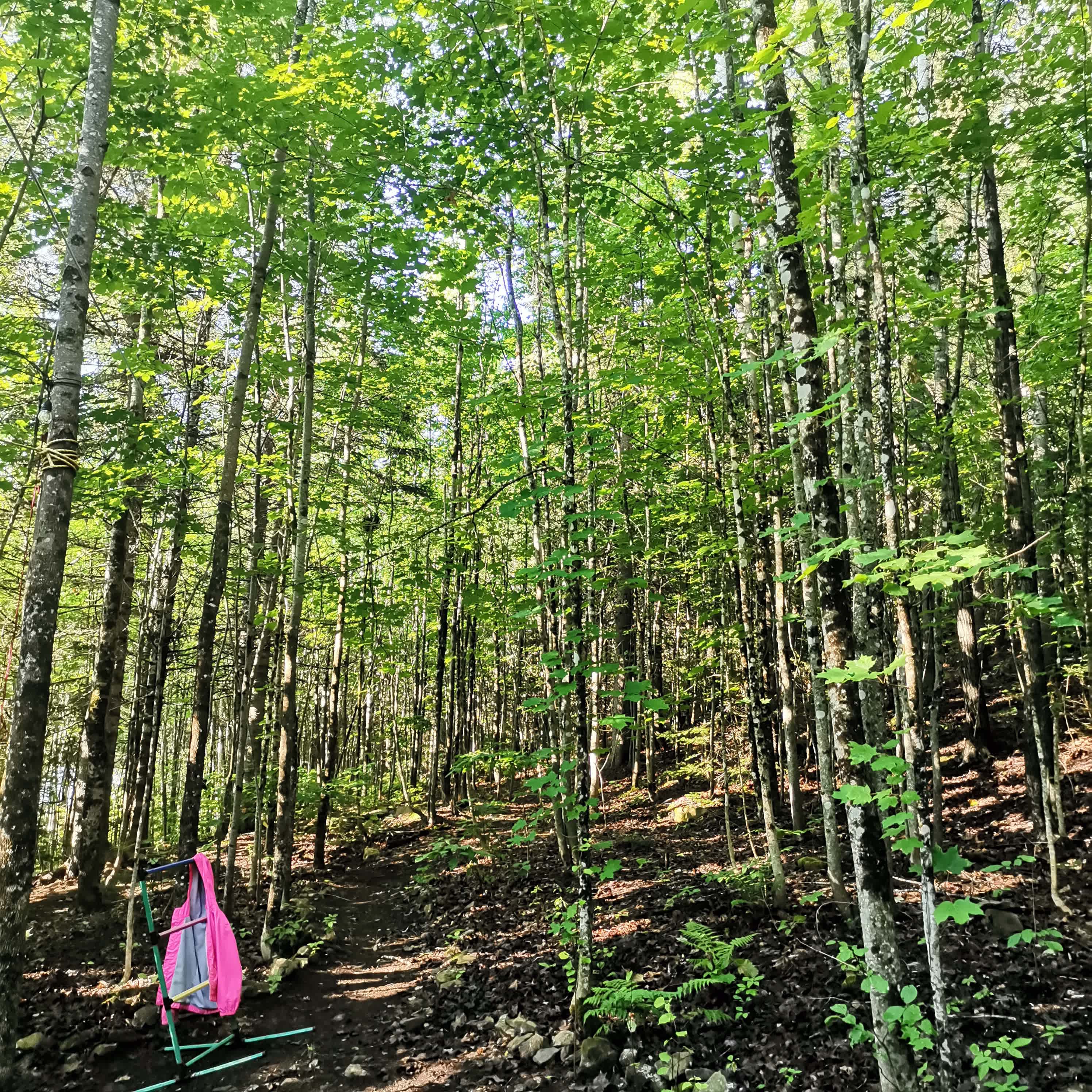 Cedar Camp Ridge