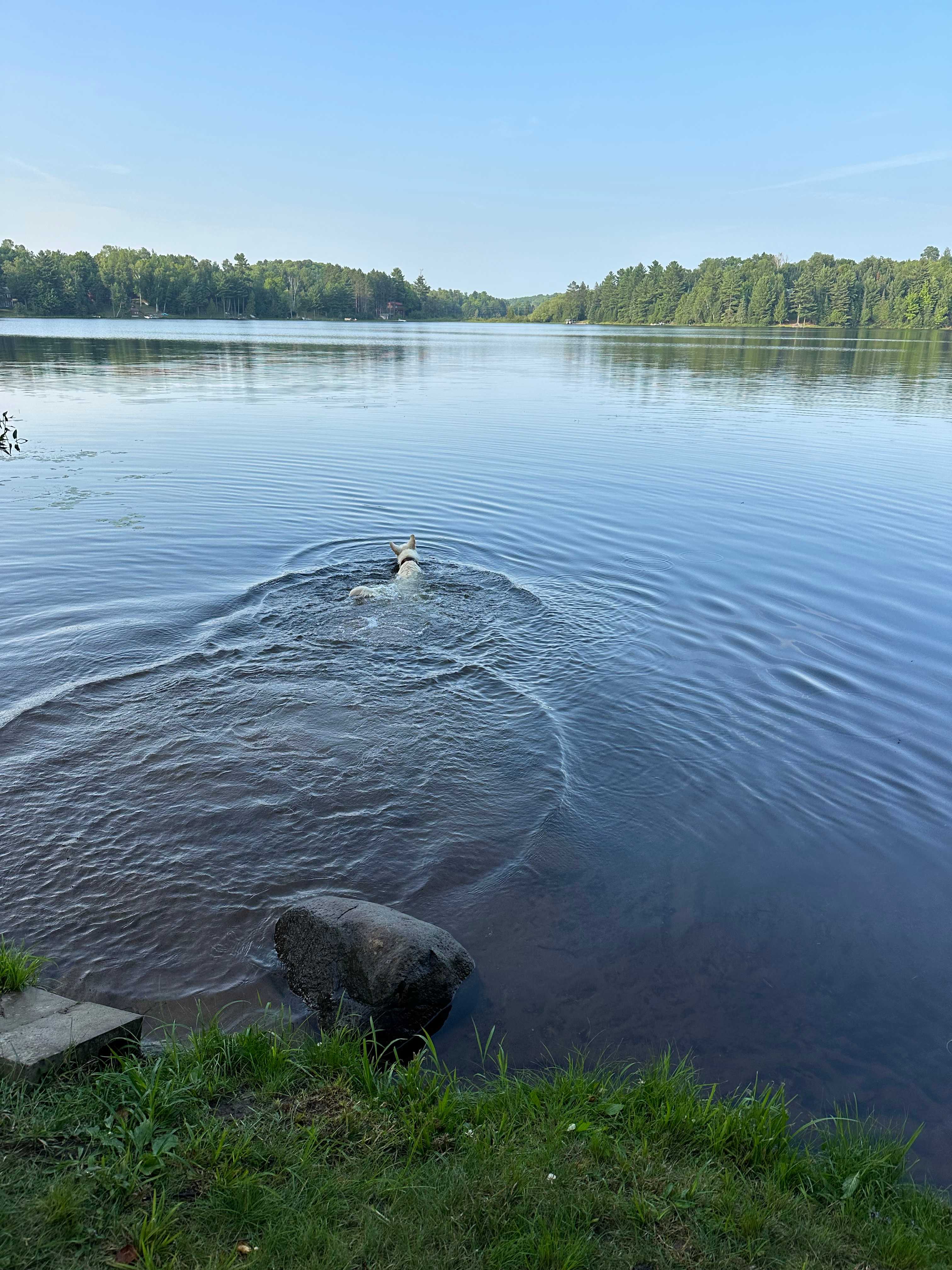 Teddy learned to swim here!!!