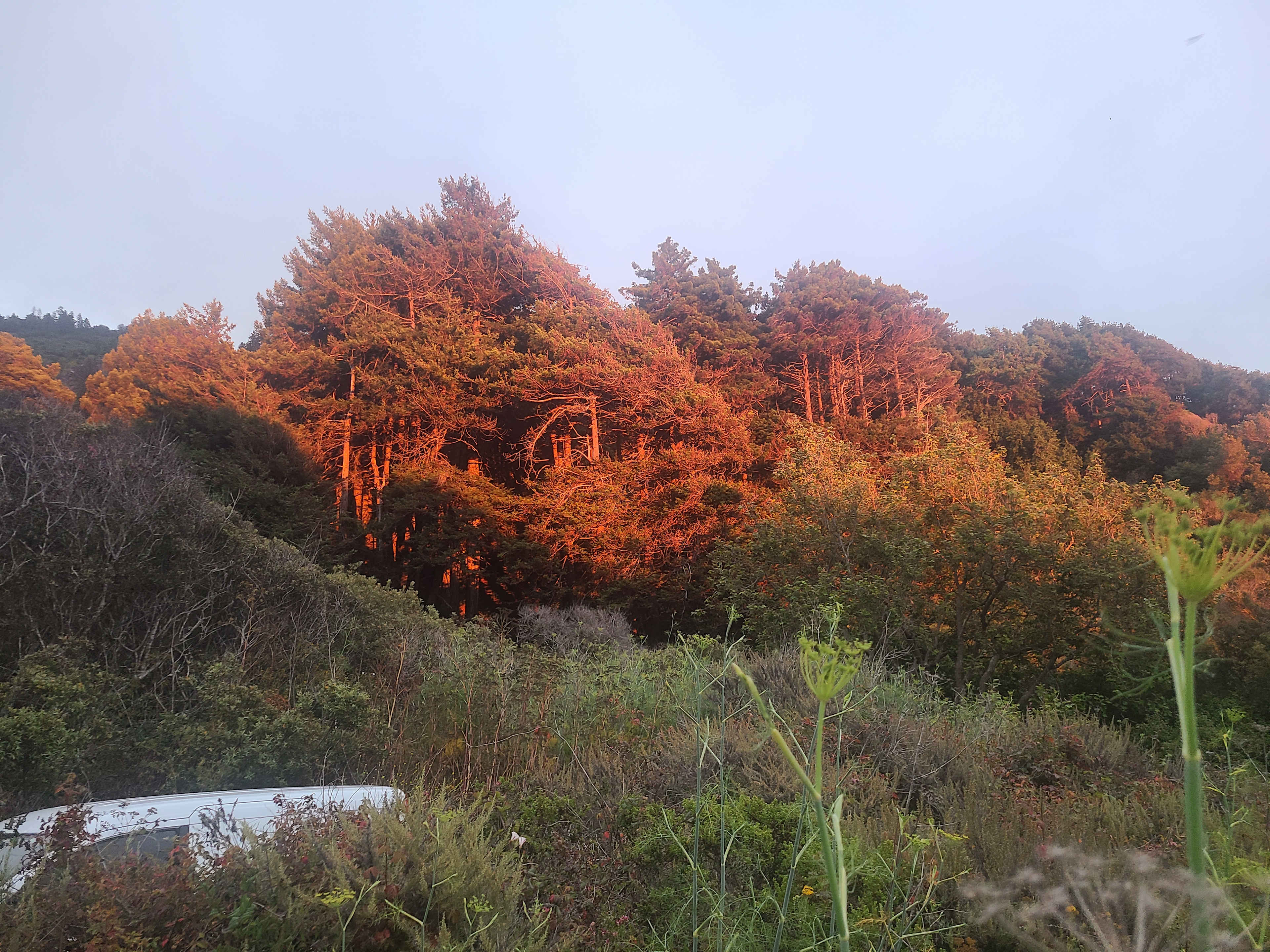 dabudage Big Sur