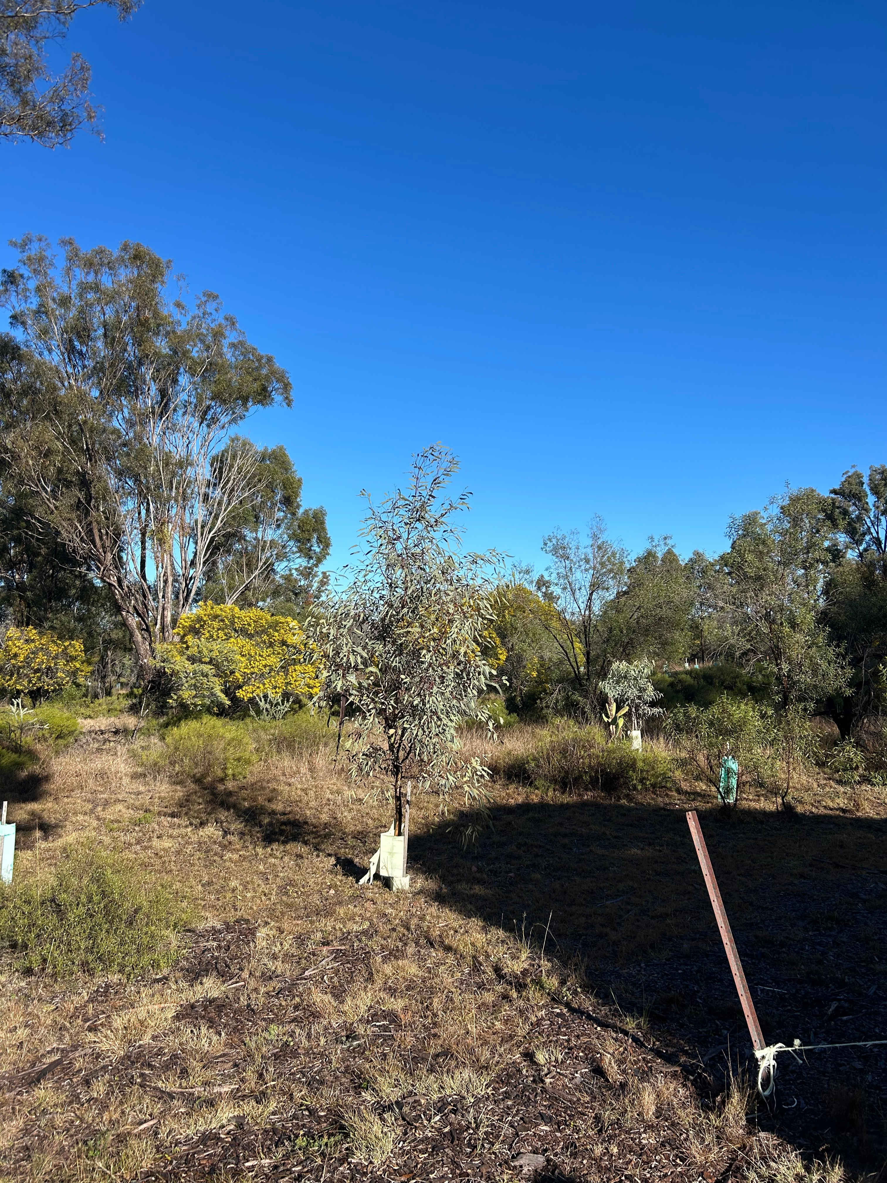 Coolmunda Organic Olives