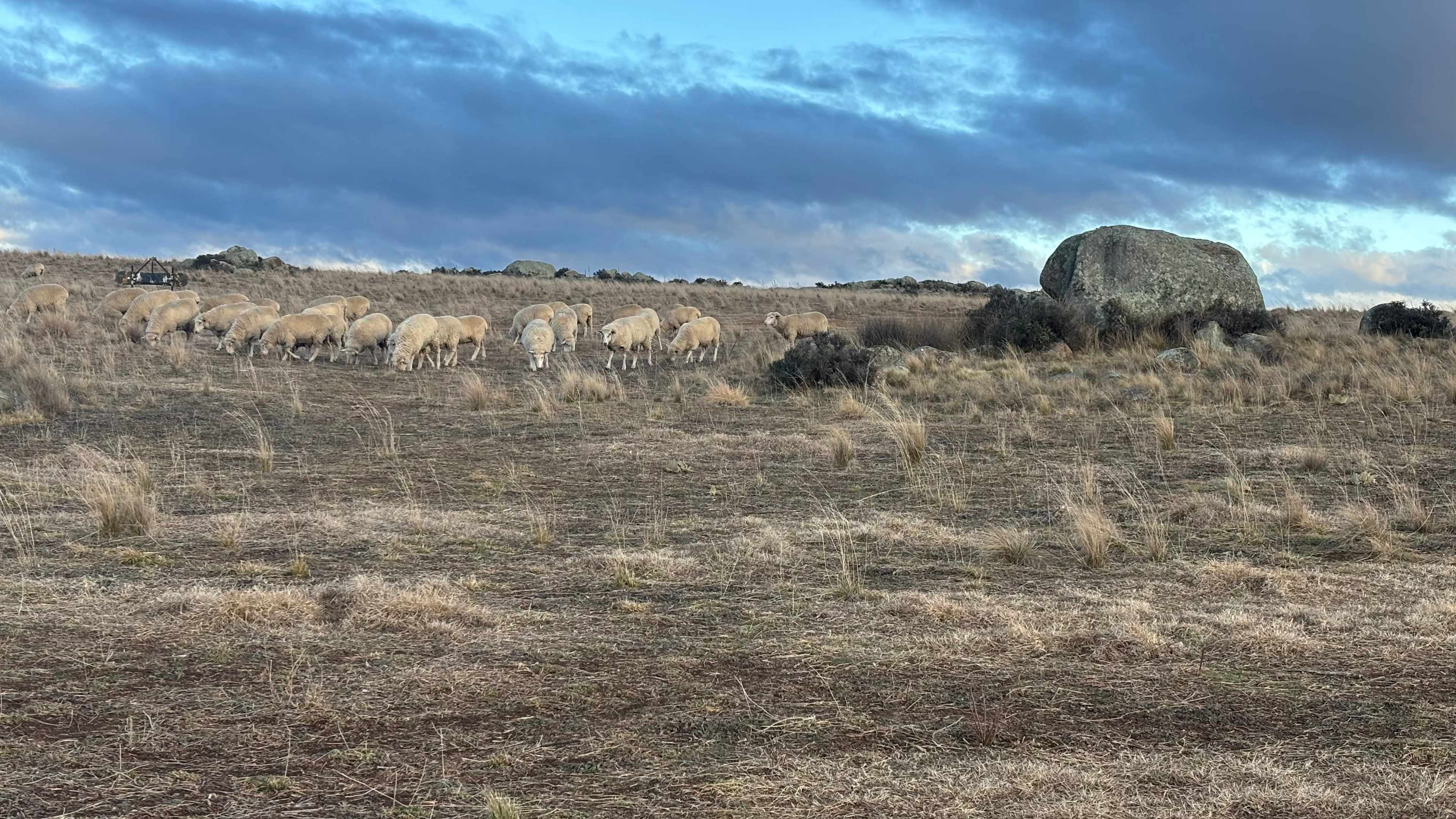 Sheepy Vistors at Duck Downs