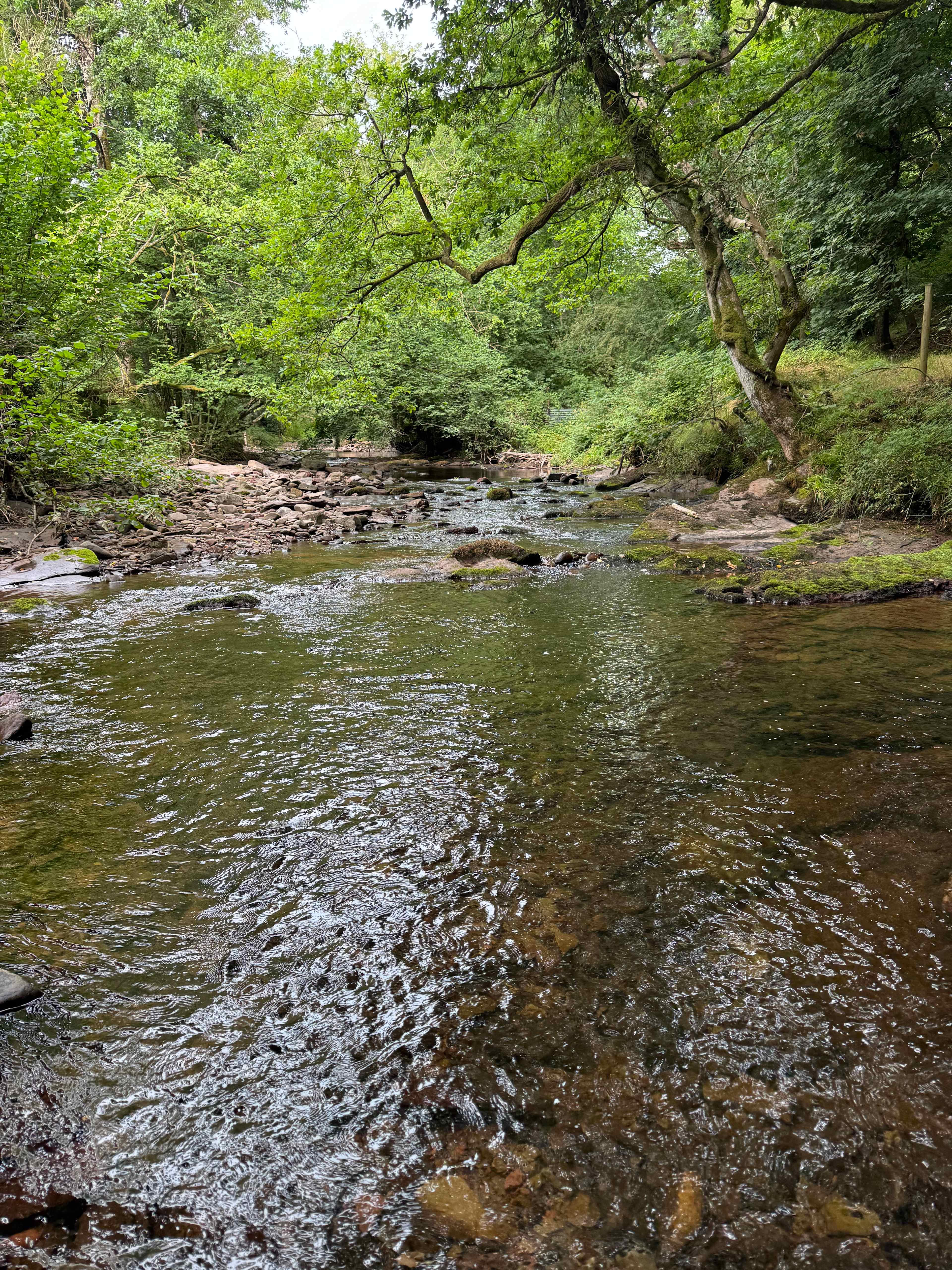 Pytingwyn Woods