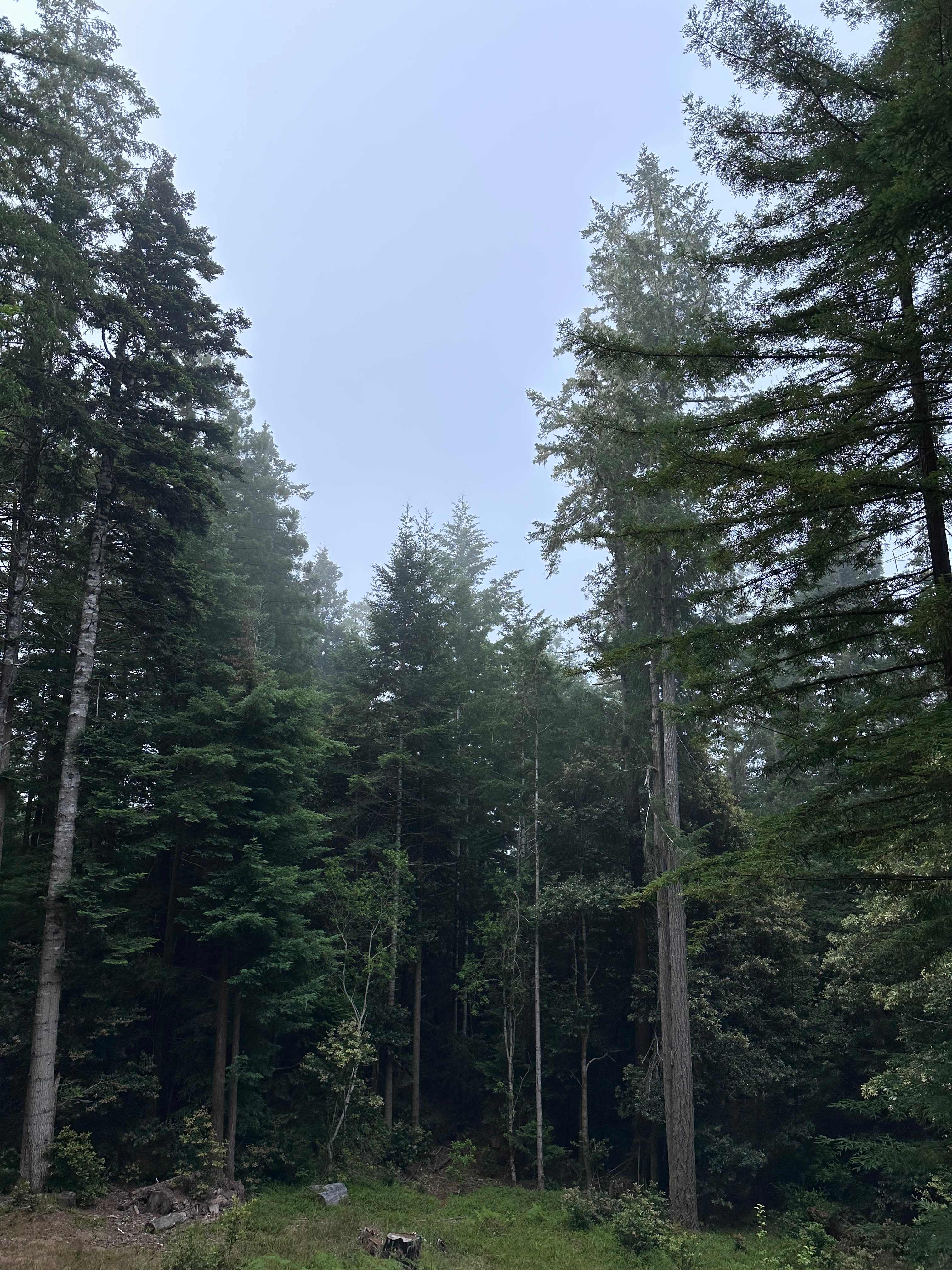 View of Navarro Ridge from the cabin
