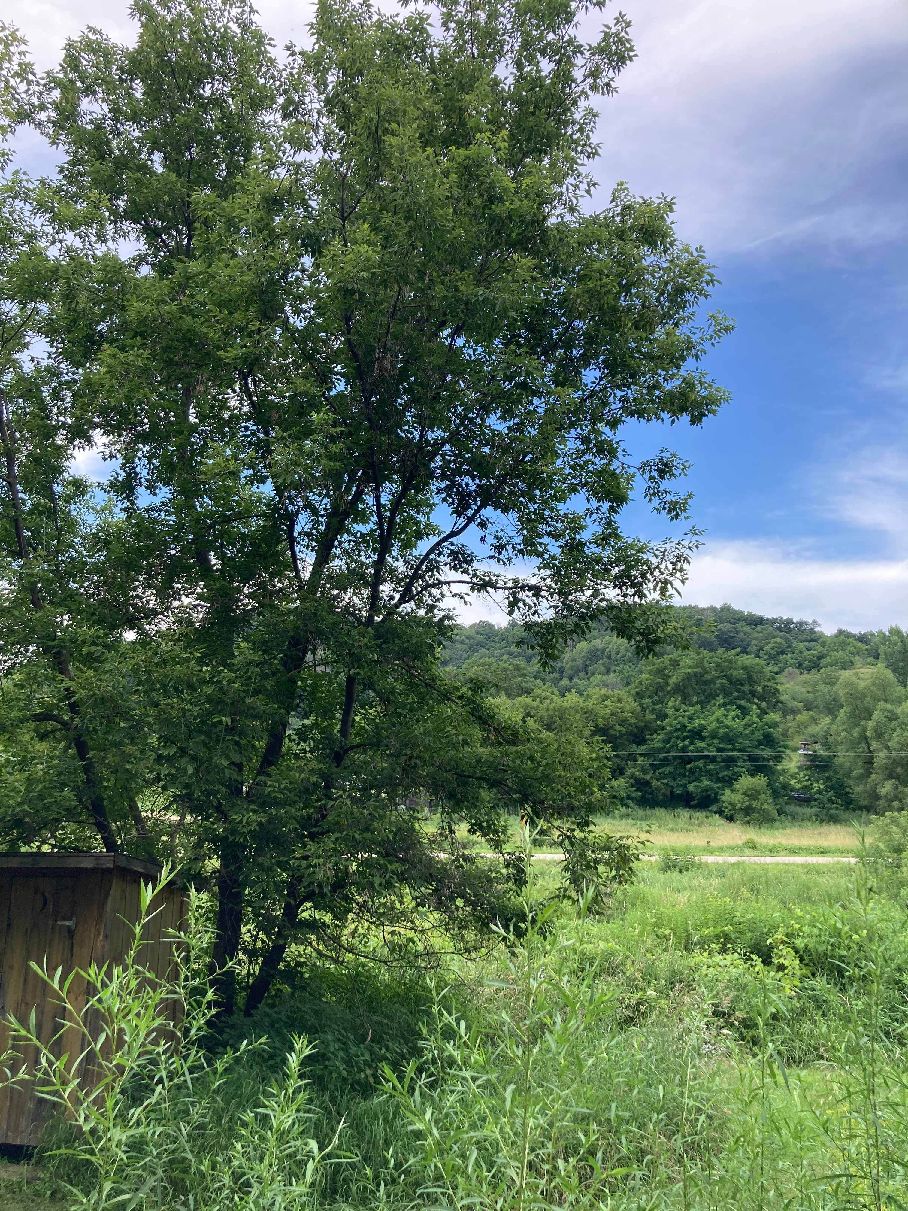 Field on the side of the cabin that was filled with fireflies at night!