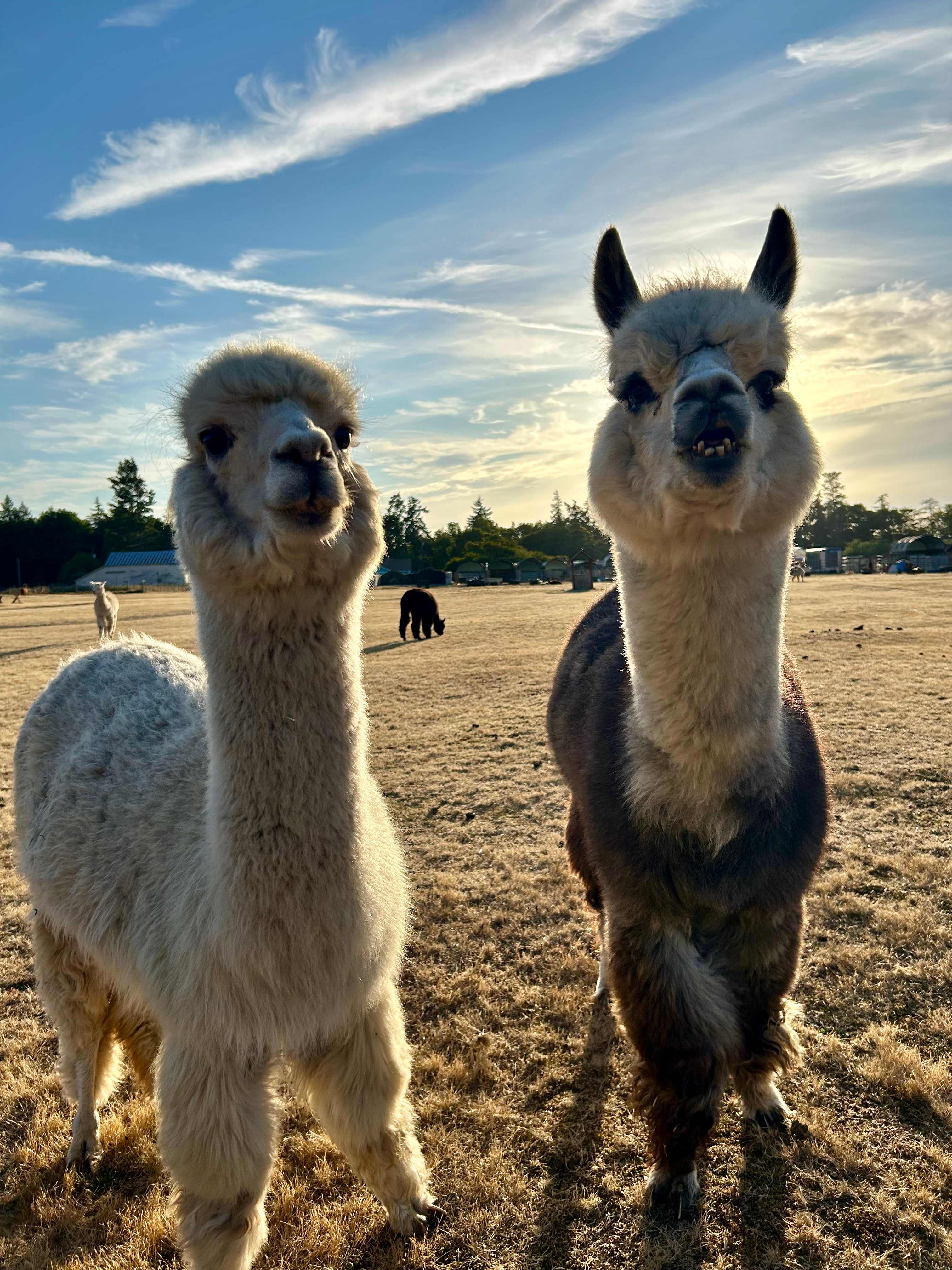 Run w/ Alpacas Farm Stay Port Angeles