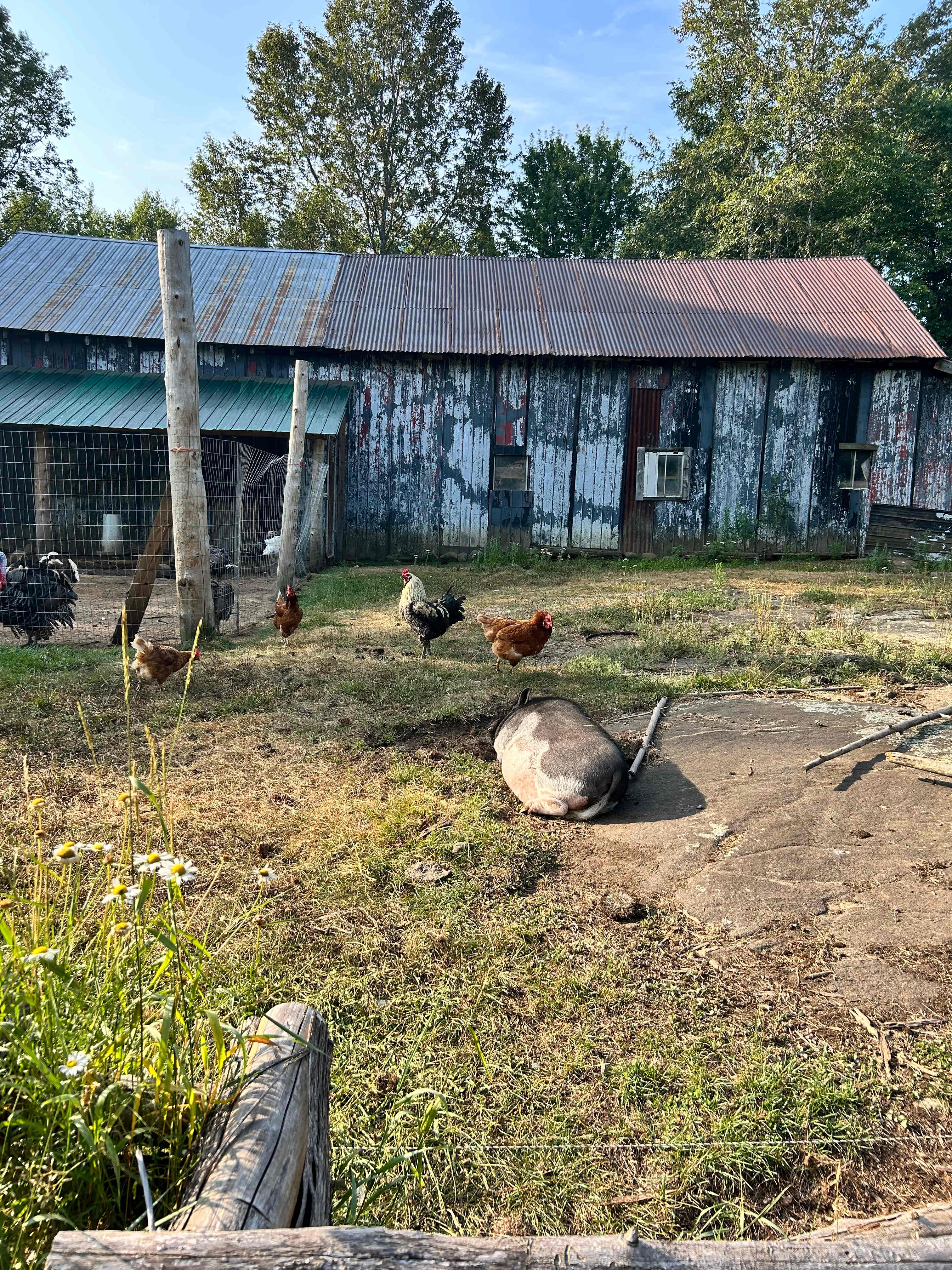 Burke’s Barnyard - Farm Camping