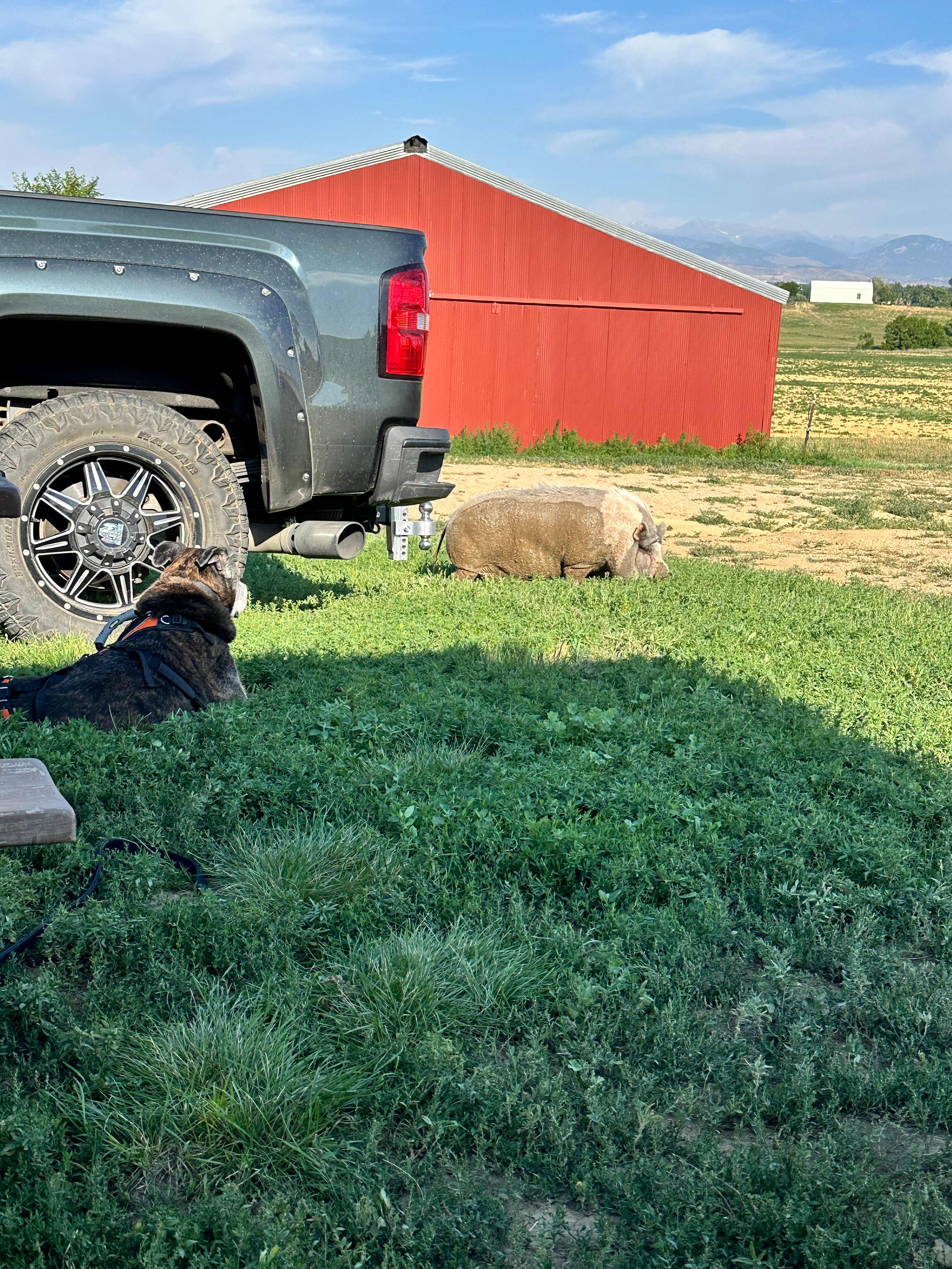 Our dog watching the pig