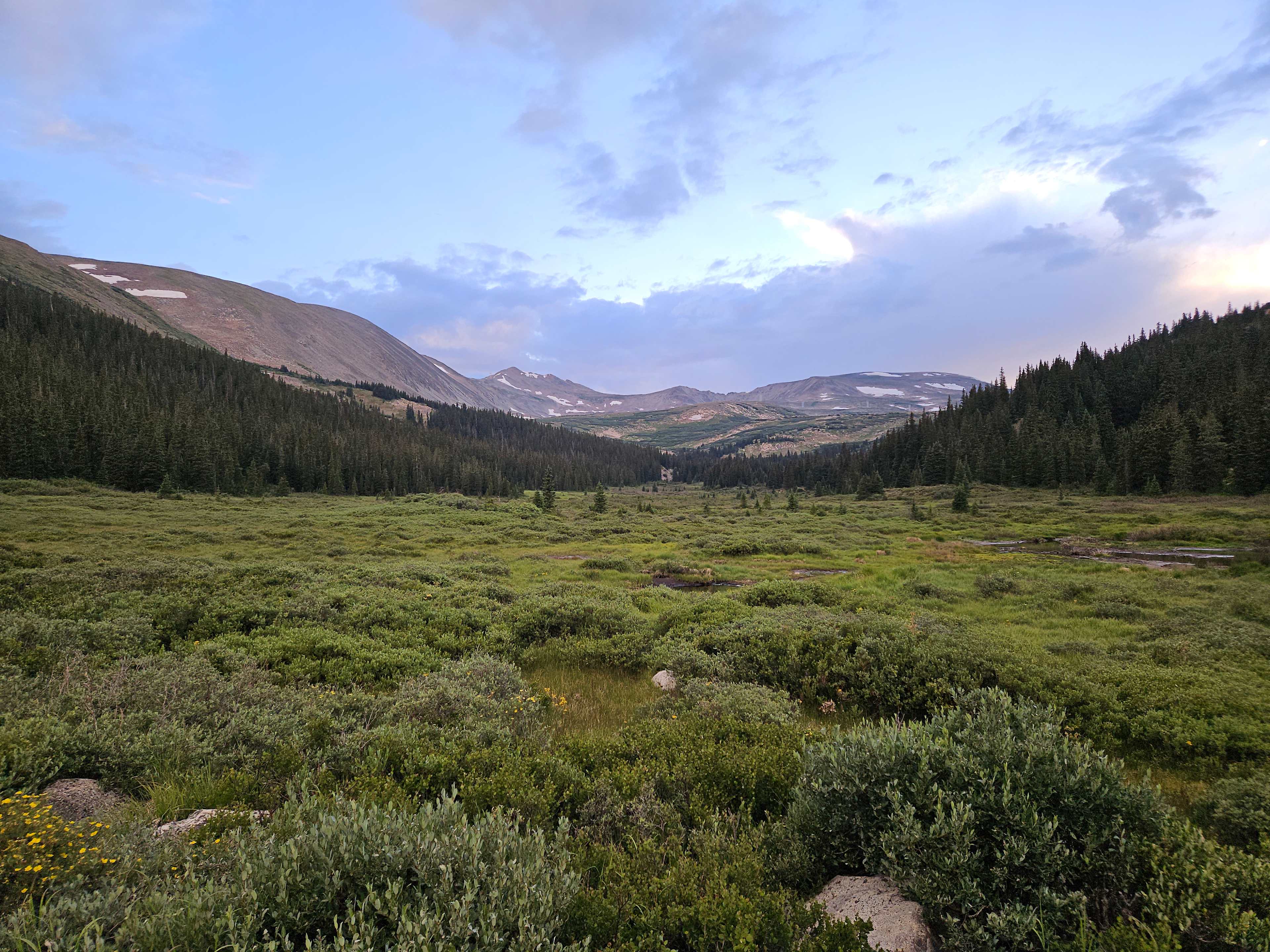 Wandering Moose Meadows
