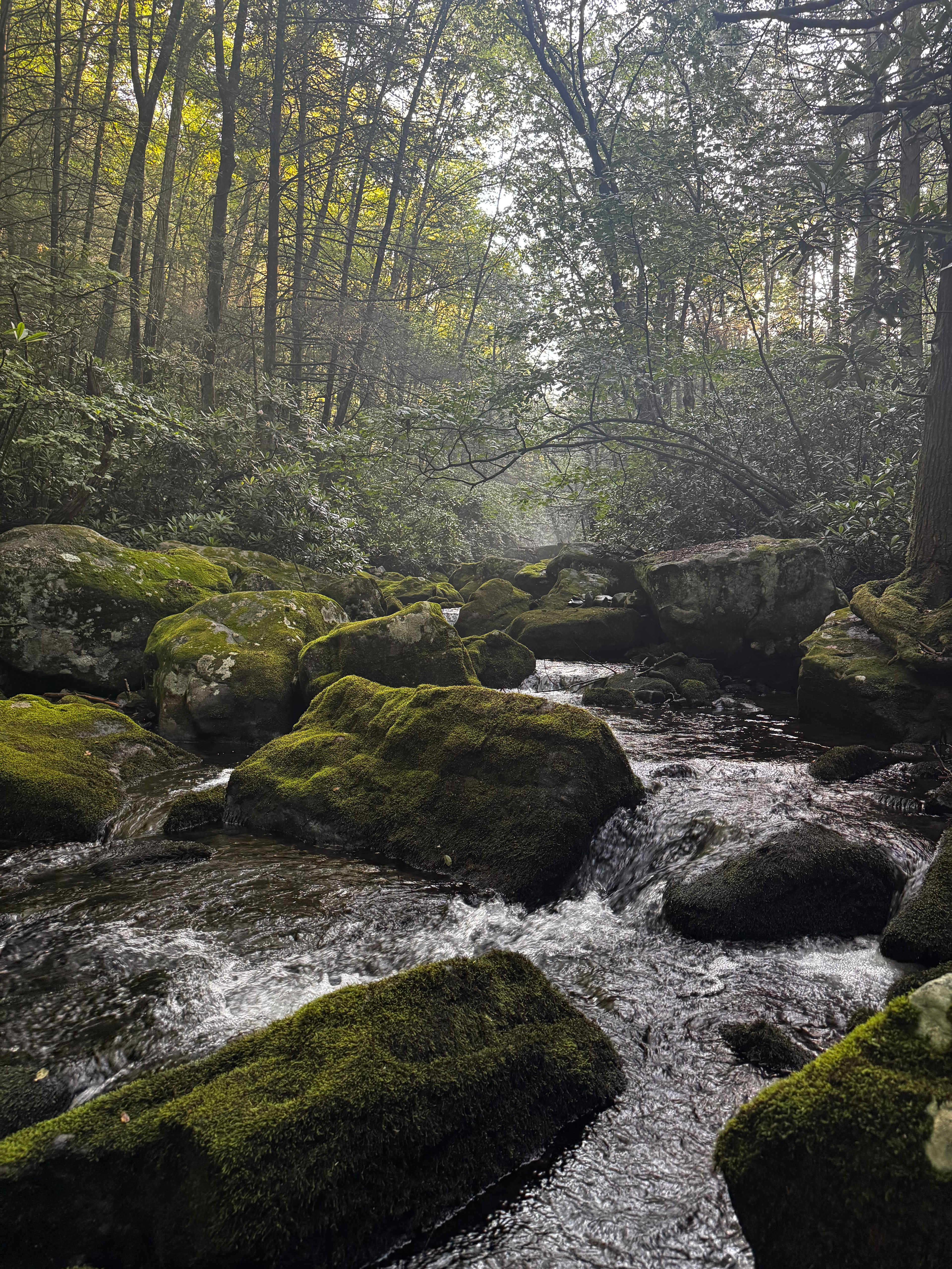 Camp Dietrich on Bear Creek