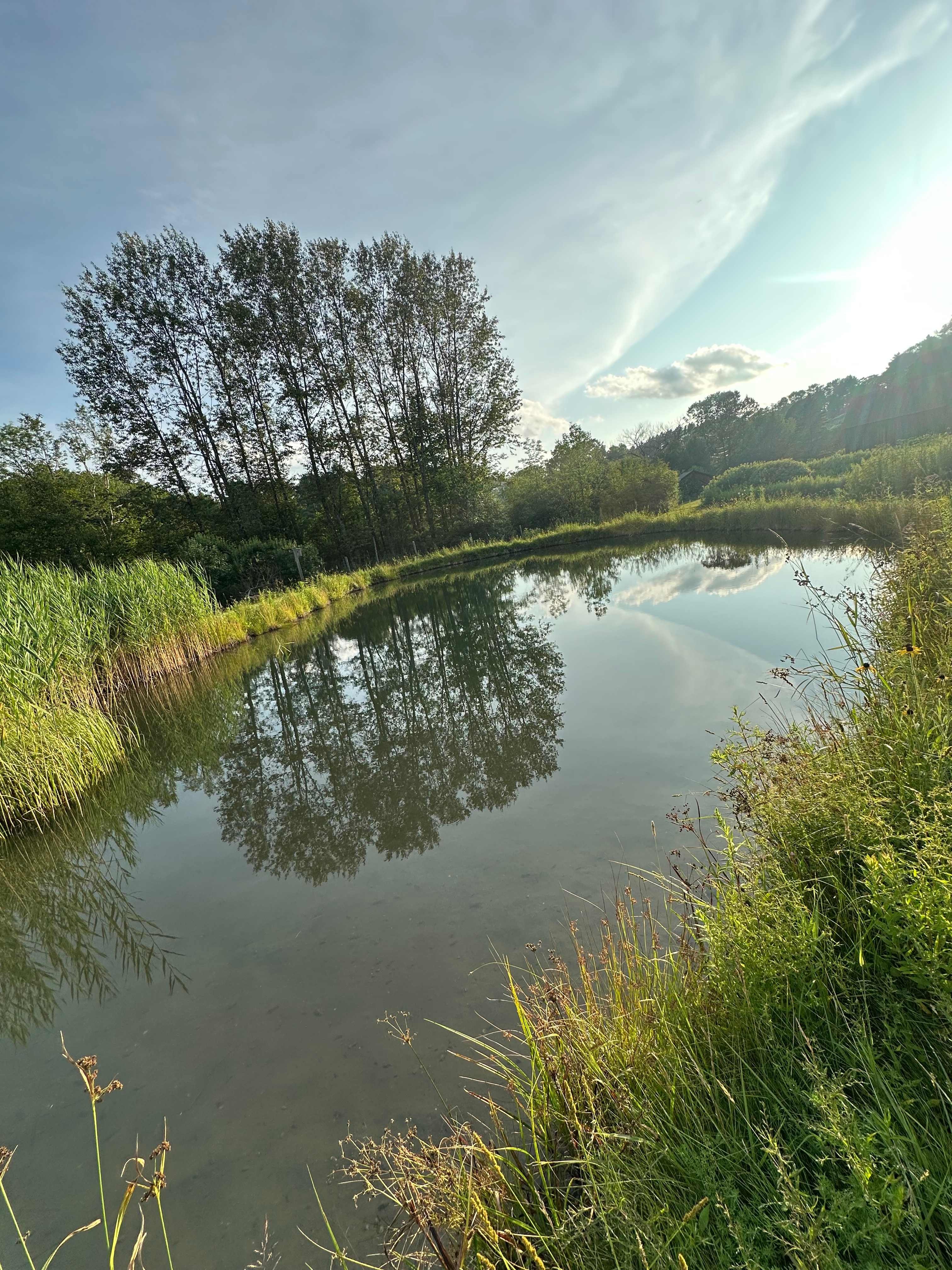 Dave’s pond