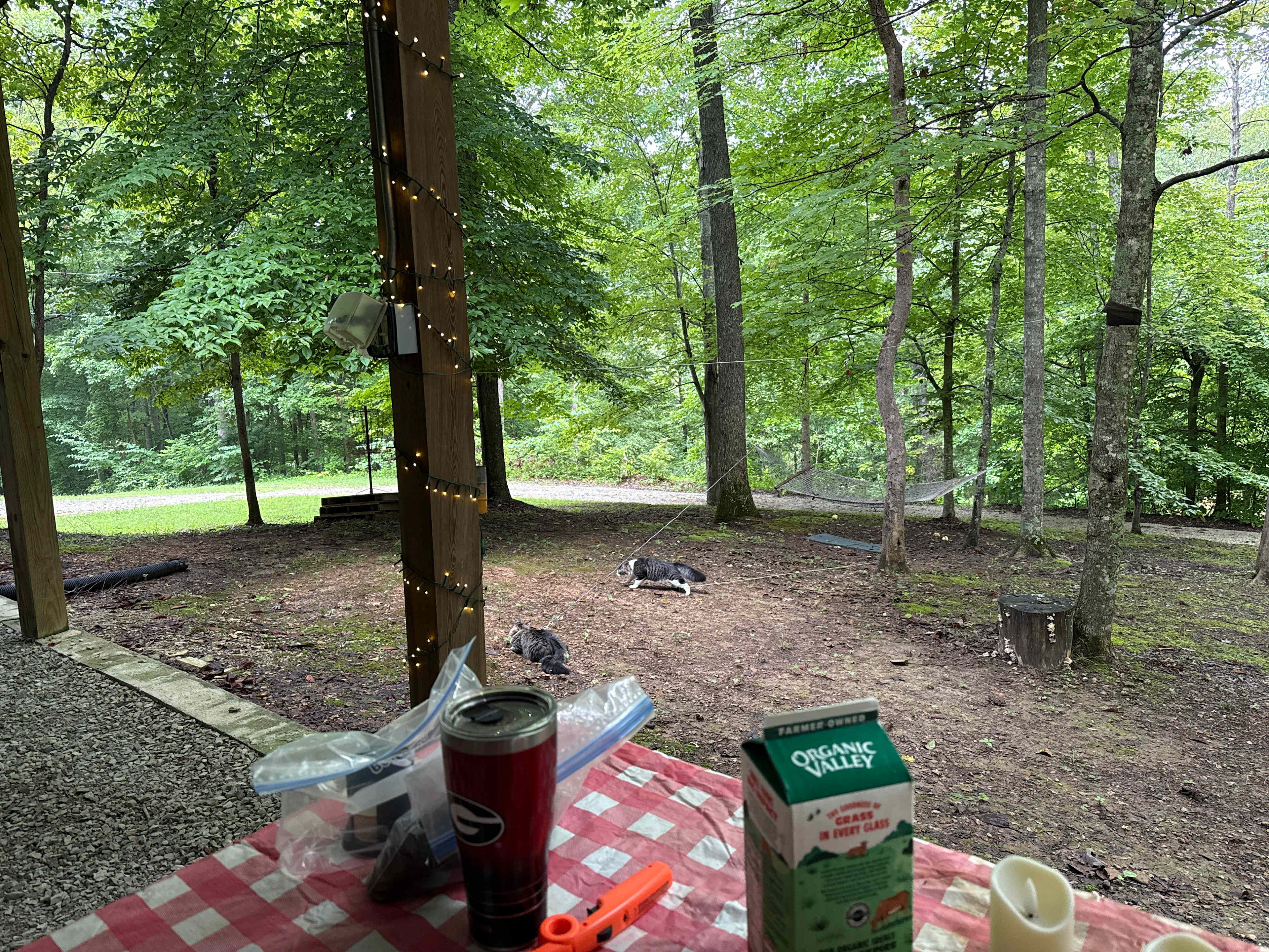 View from picnic table