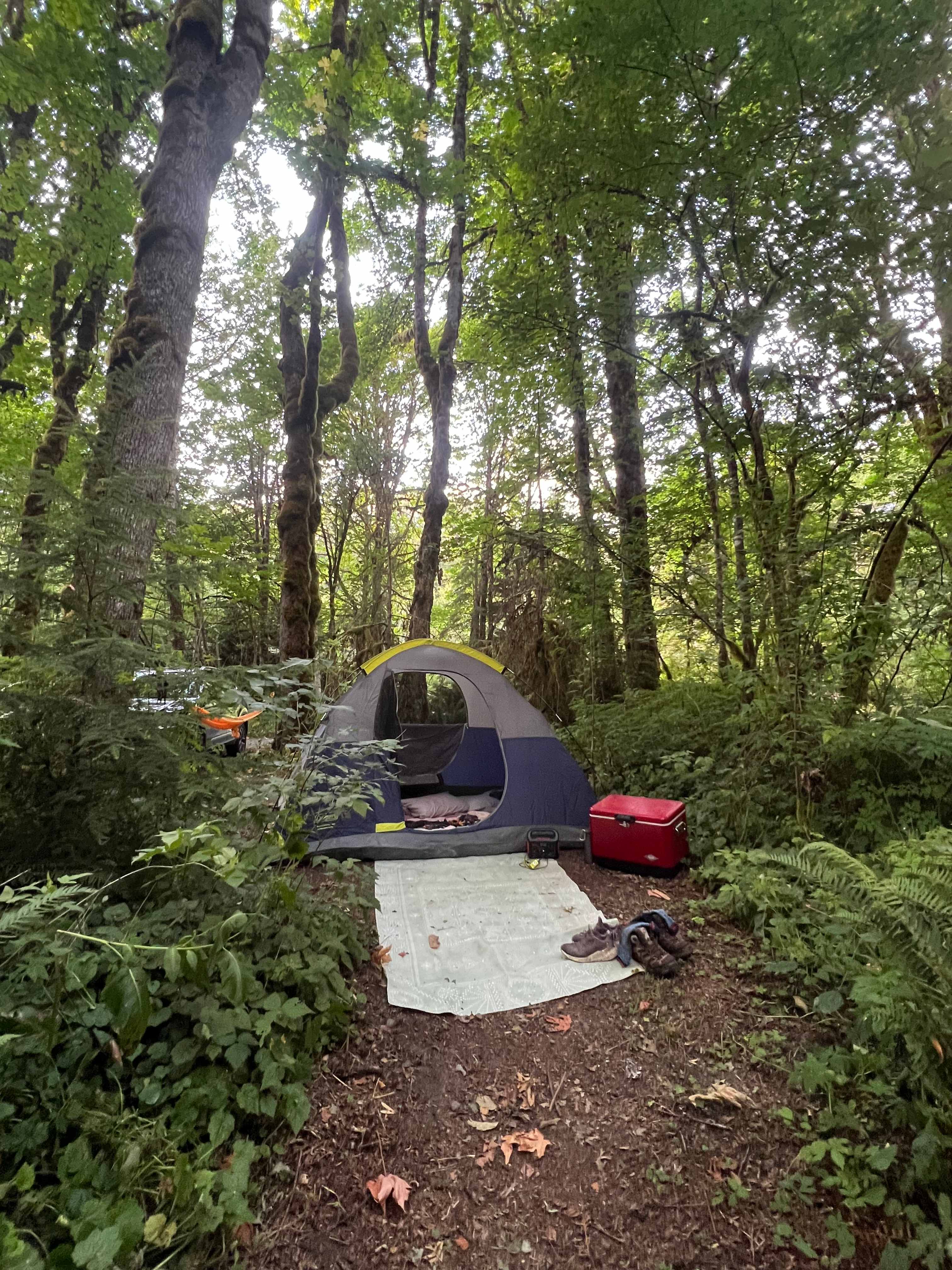 The Enchanted Forest