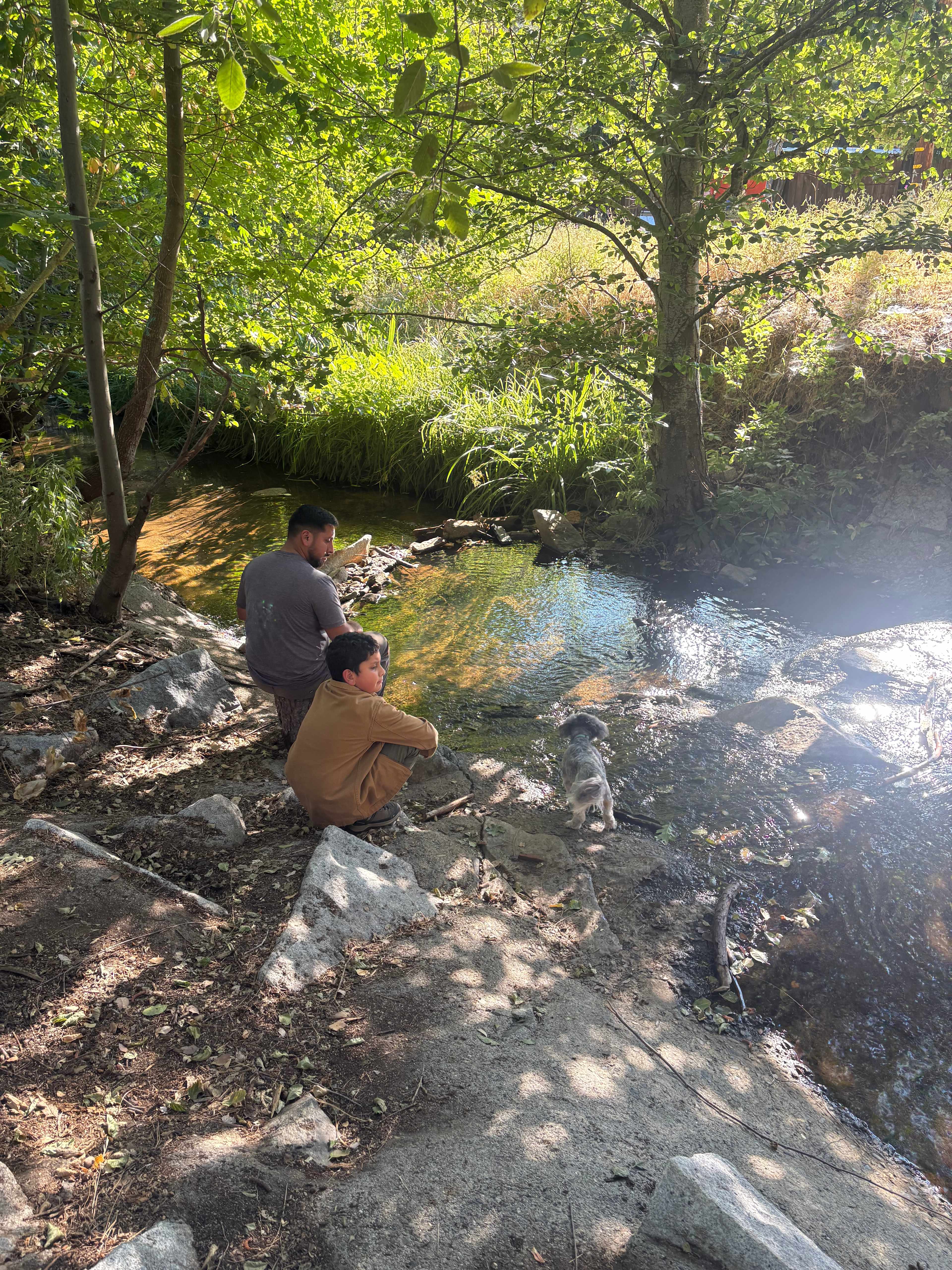 Nearby creek with tadpoles 