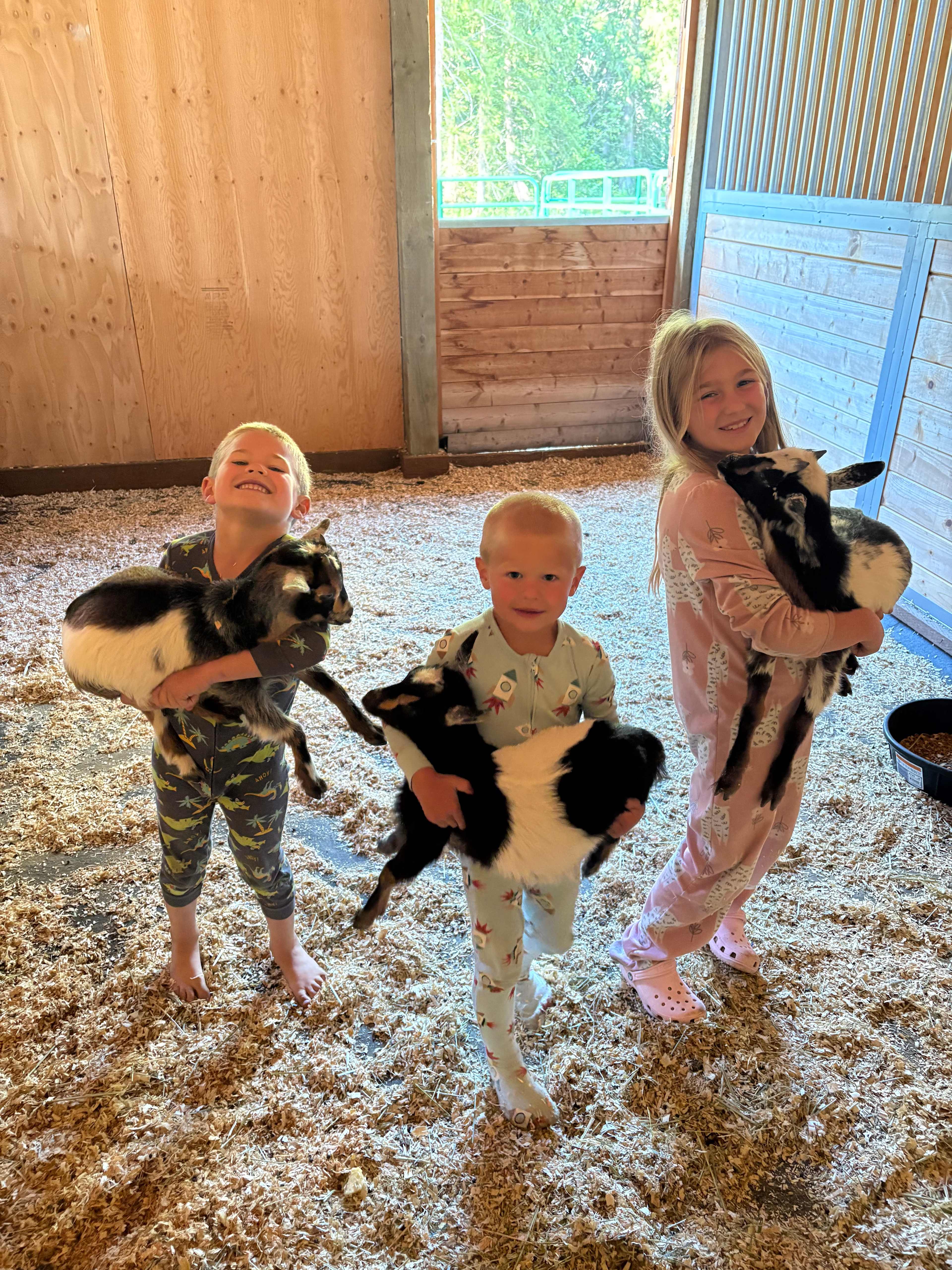 We have 7 dwarf goats. pick your favorite and give her a name. 