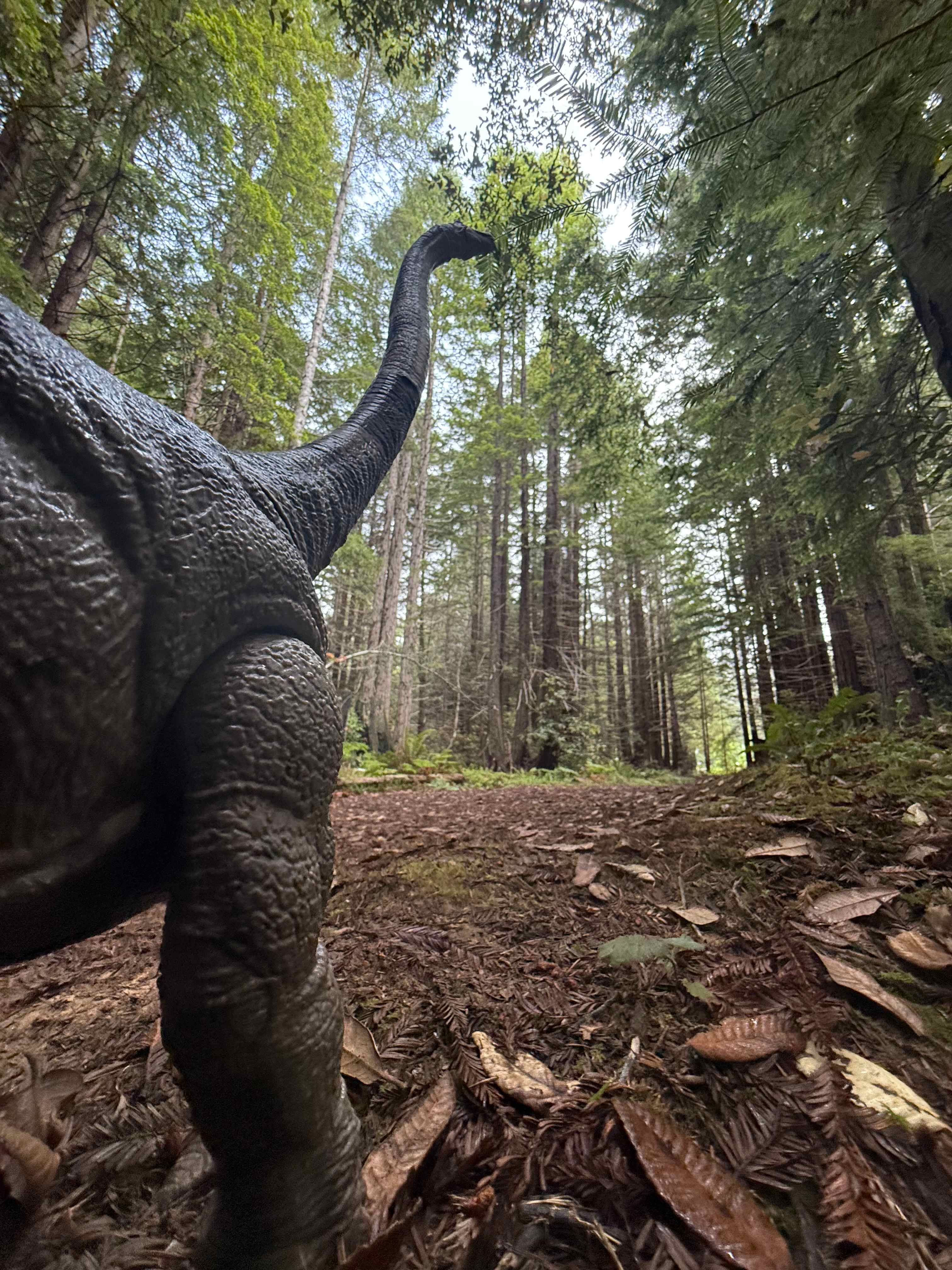 Wildlife spotted amongst the trees 😆