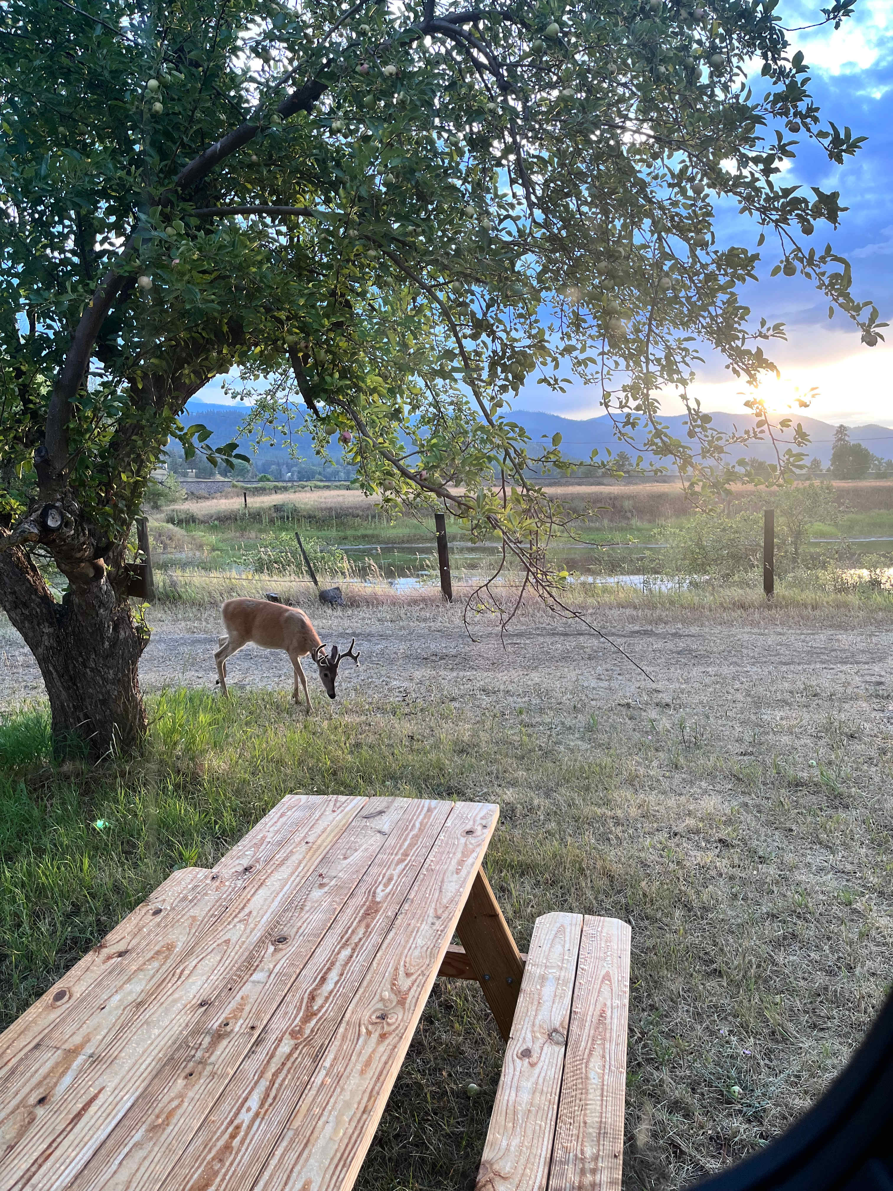 The Orchard On The Ol’ Homestead