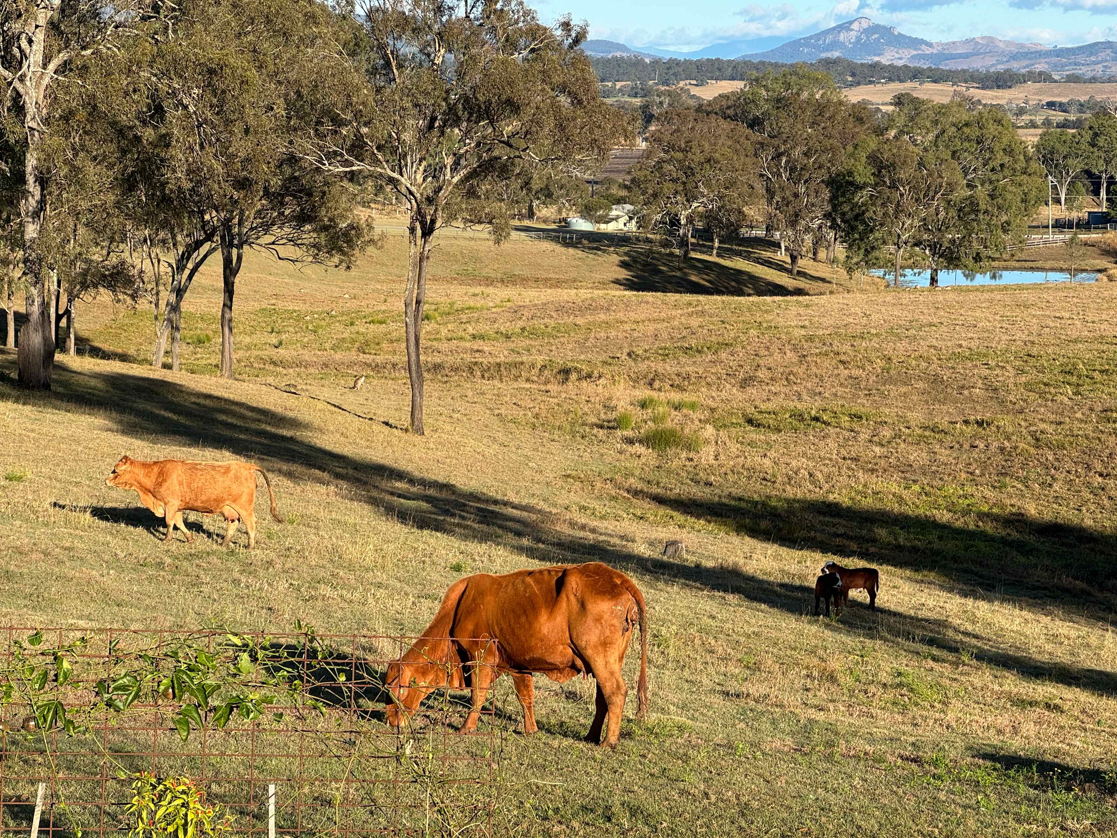 Larapinta