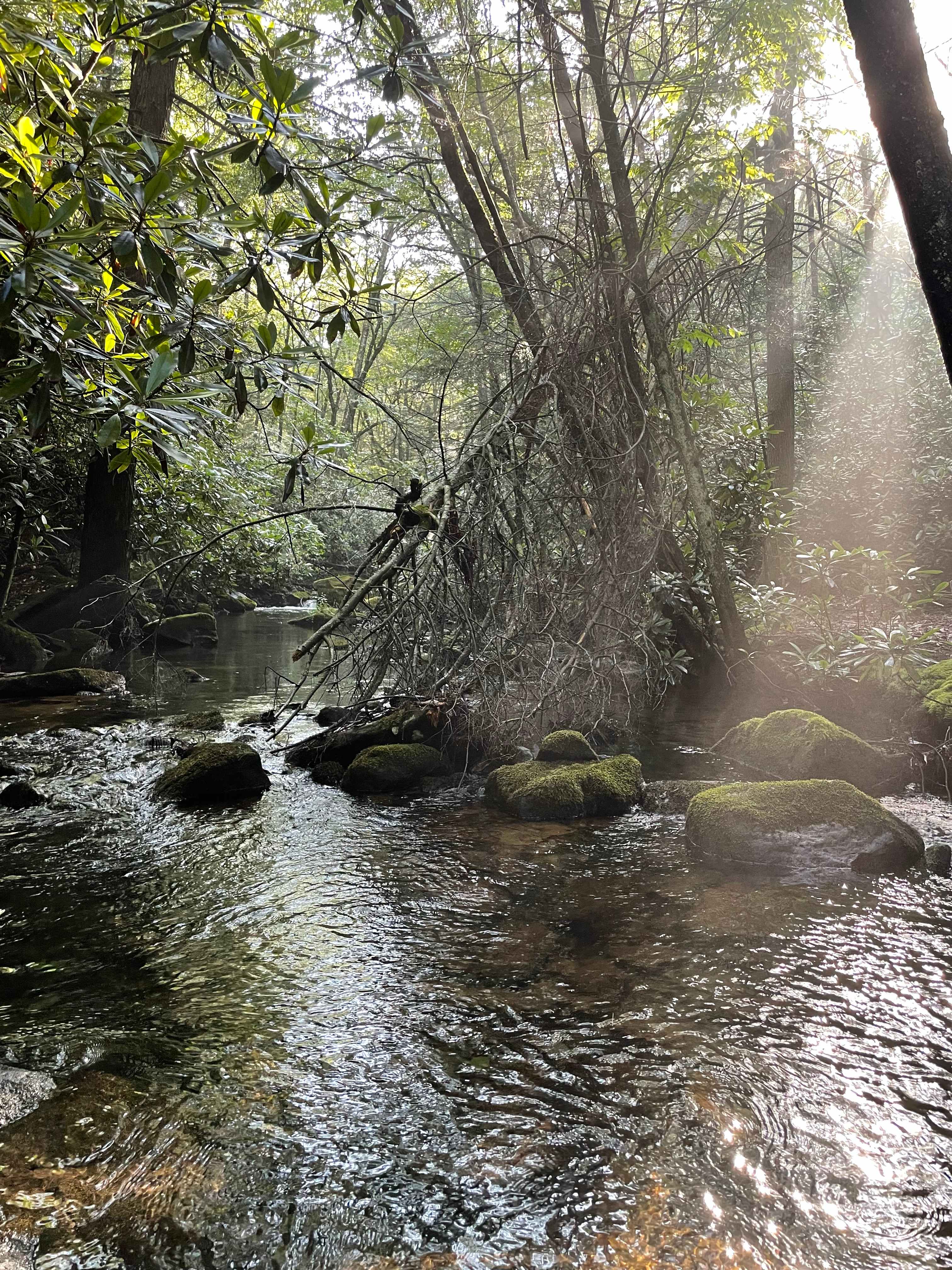 Camp Dietrich on Bear Creek